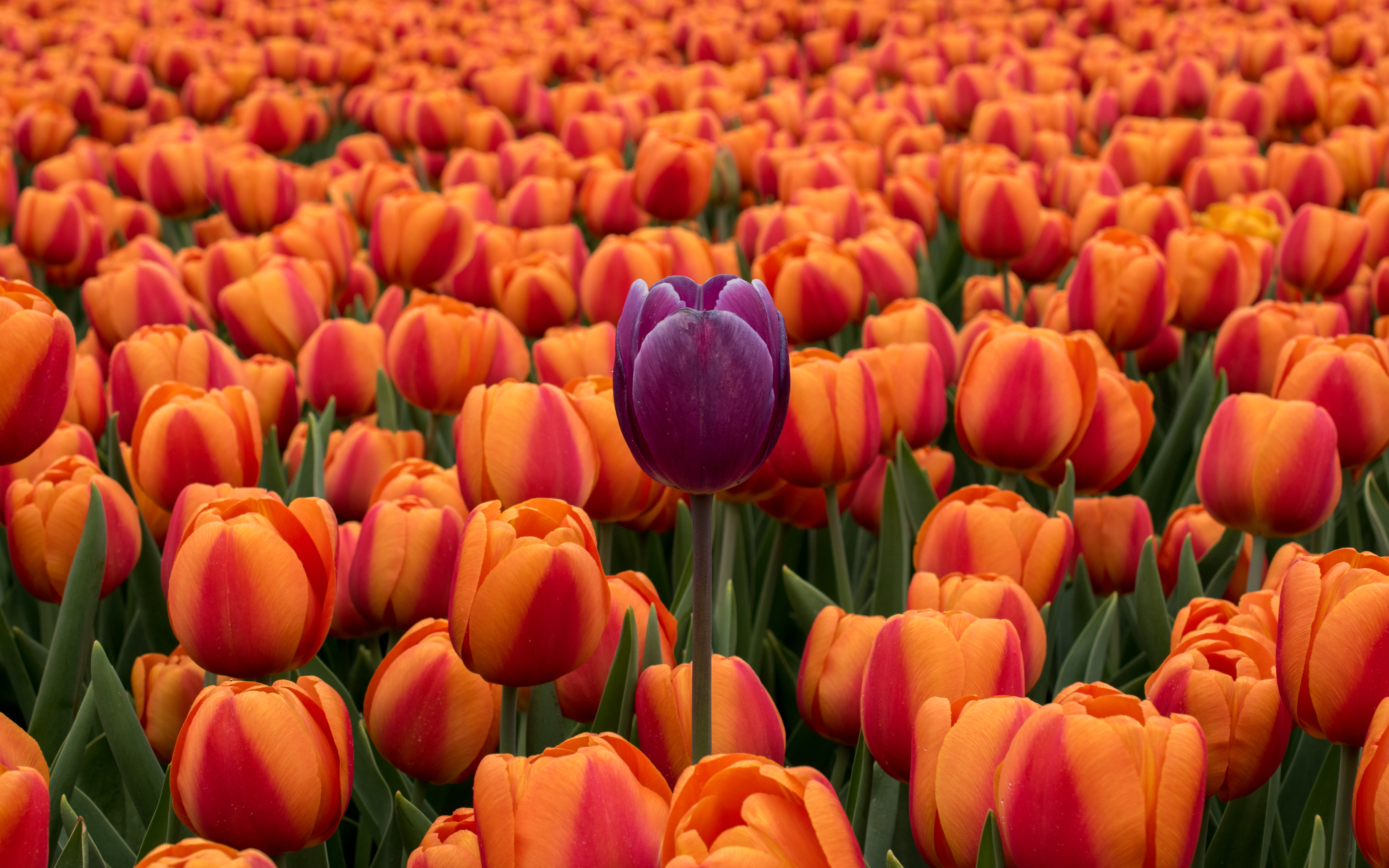 127094 Hintergrundbild herunterladen tulpen, blumen, violett, orange, blumenbeet, lila, kontrast - Bildschirmschoner und Bilder kostenlos