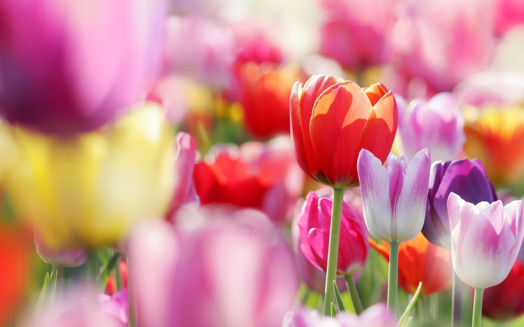 49316 Bild herunterladen tulpen, pflanzen, blumen, rot - Hintergrundbilder und Bildschirmschoner kostenlos