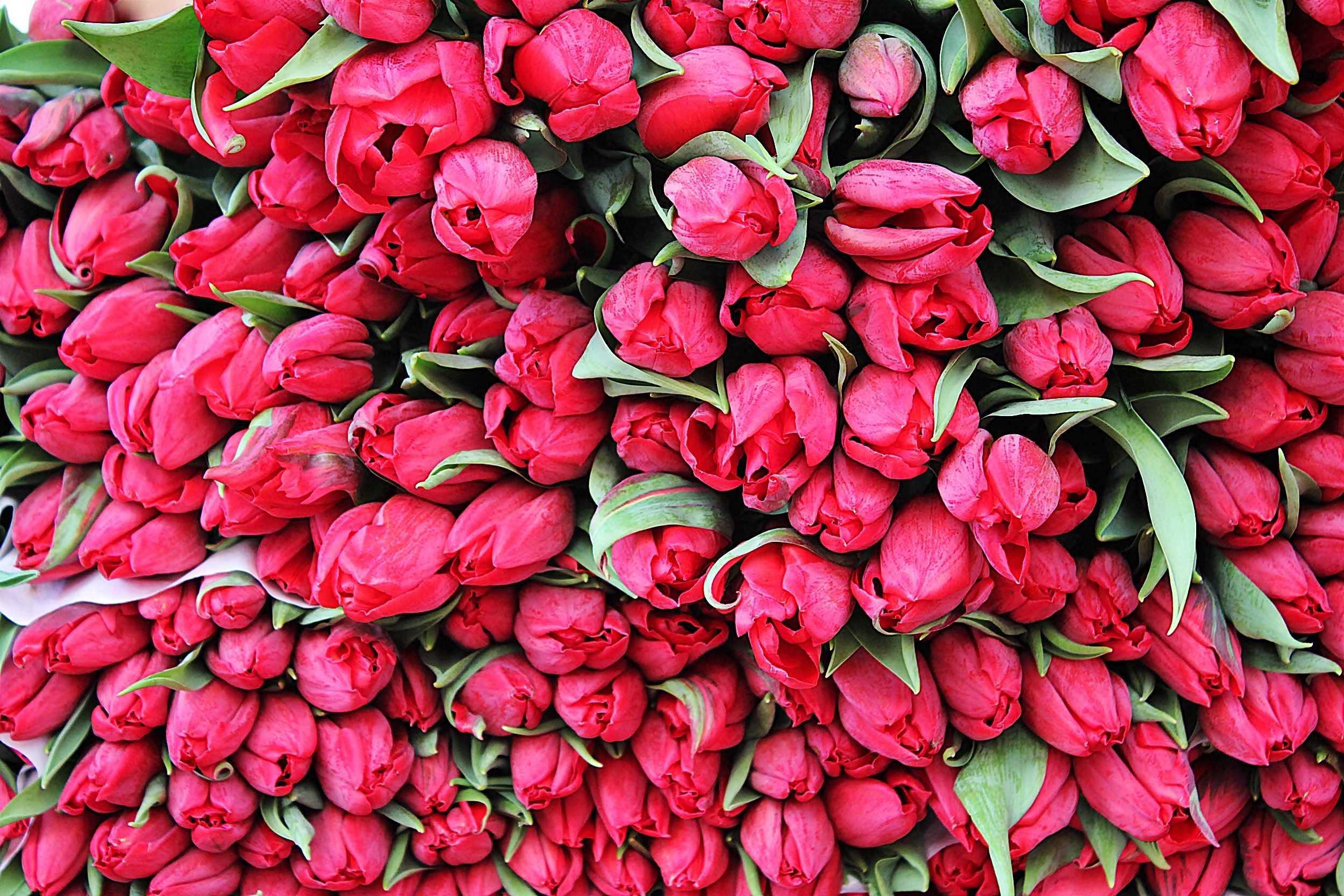 114141 скачать обои тюльпаны, бутоны, цветы, множество - заставки и картинки бесплатно