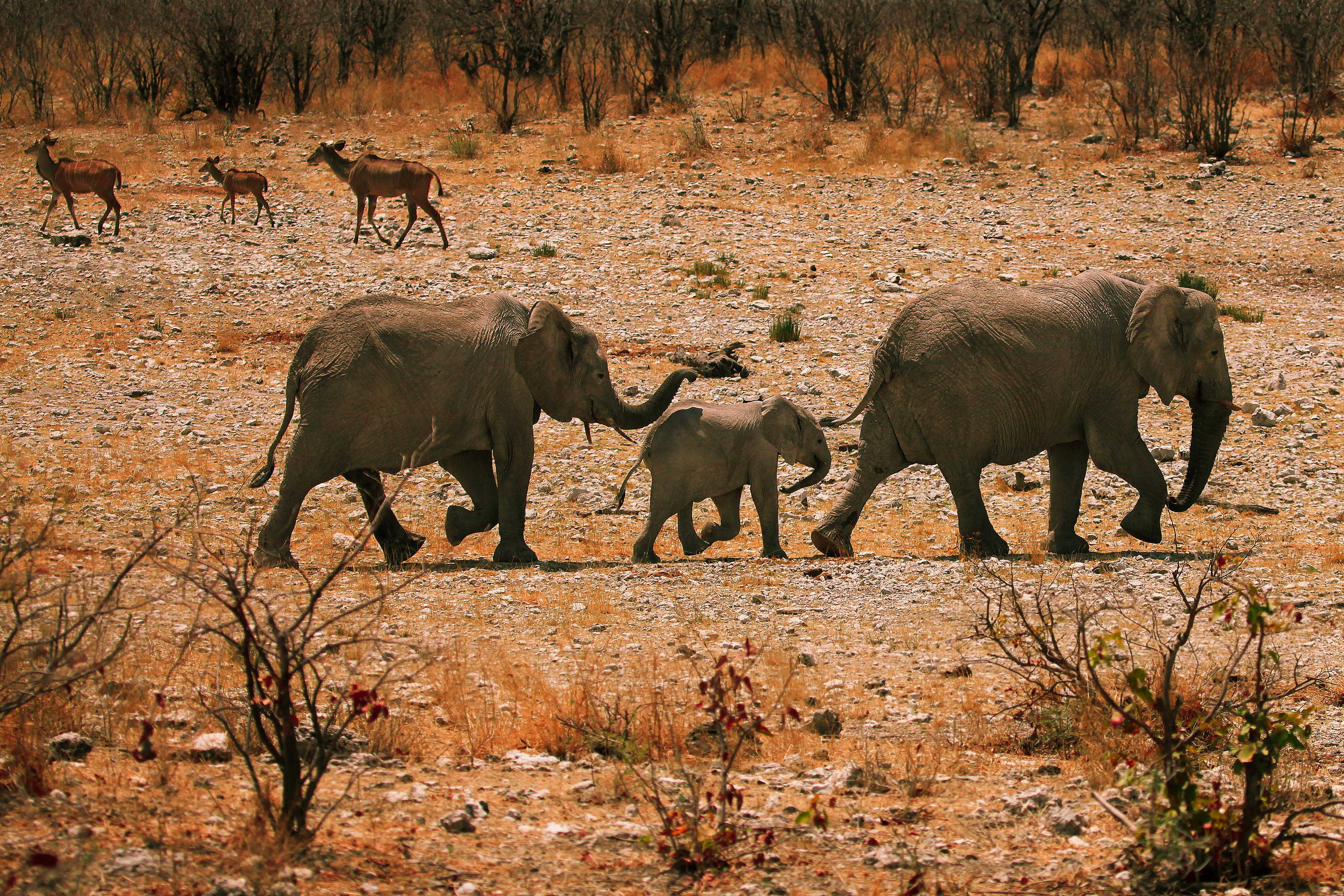Free Images stroll, family, animals, elephants Bush