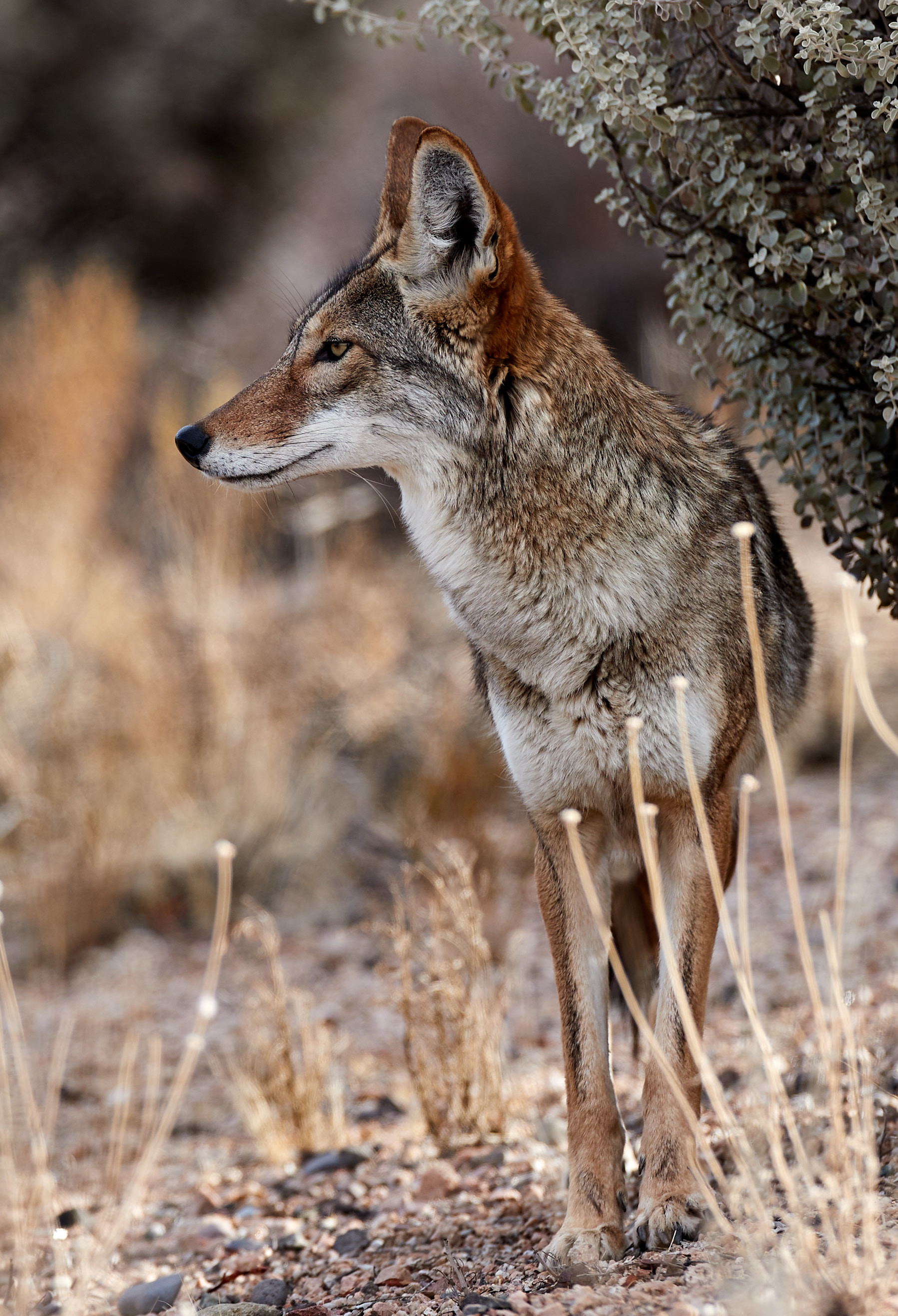 Kostenlose Kojote HD-Bilder herunterladen