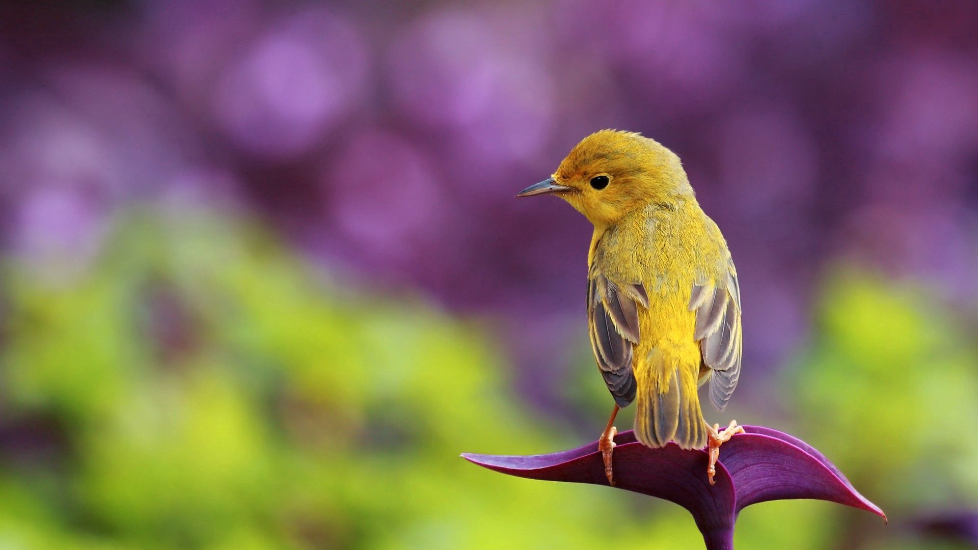 128447 download wallpaper bird, animals, sit, beautiful, branch, color screensavers and pictures for free