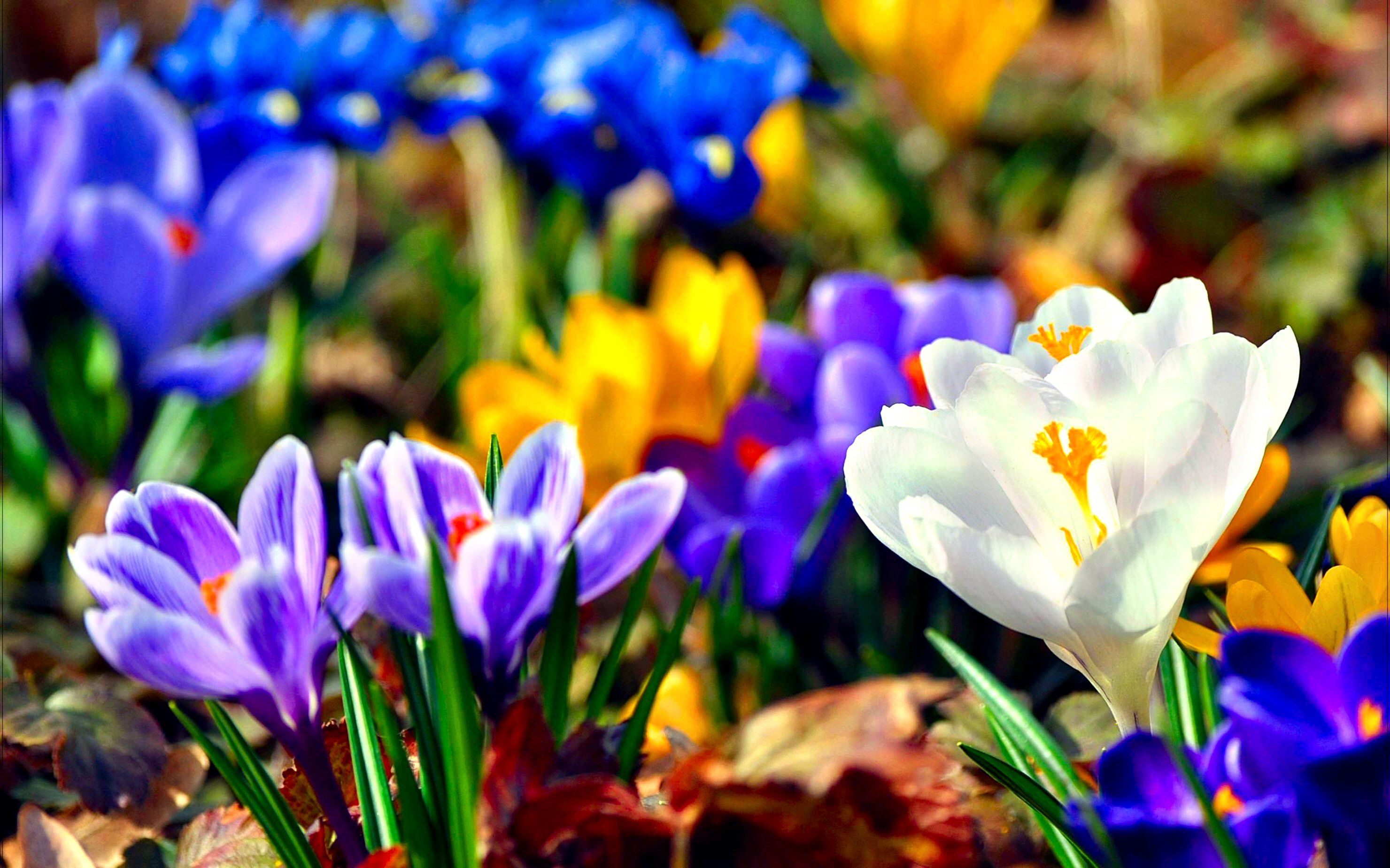 wallpapers white flower, earth, crocus, blue flower, colorful, flower, purple flower, spring, yellow flower, flowers