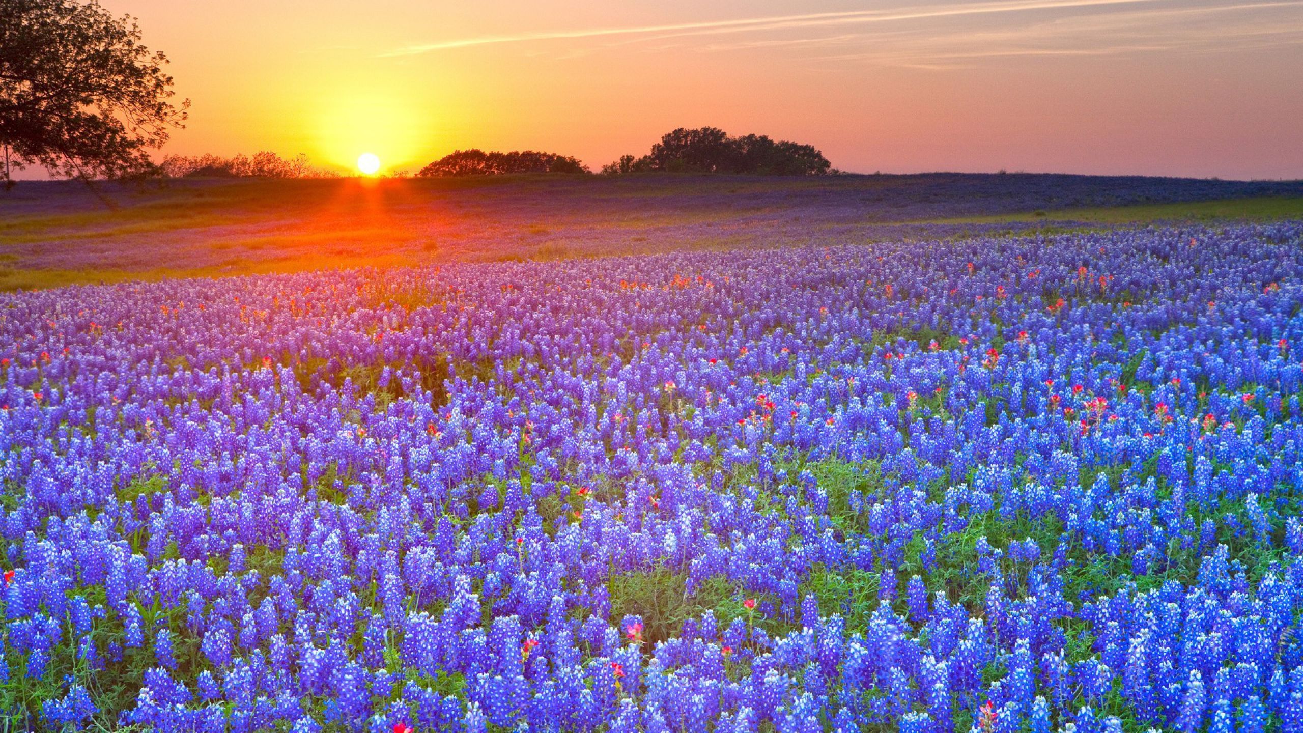 1490125 descargar fondo de pantalla tierra/naturaleza, bluebonnets de texas, flor, amanecer, puesta de sol, texas: protectores de pantalla e imágenes gratis