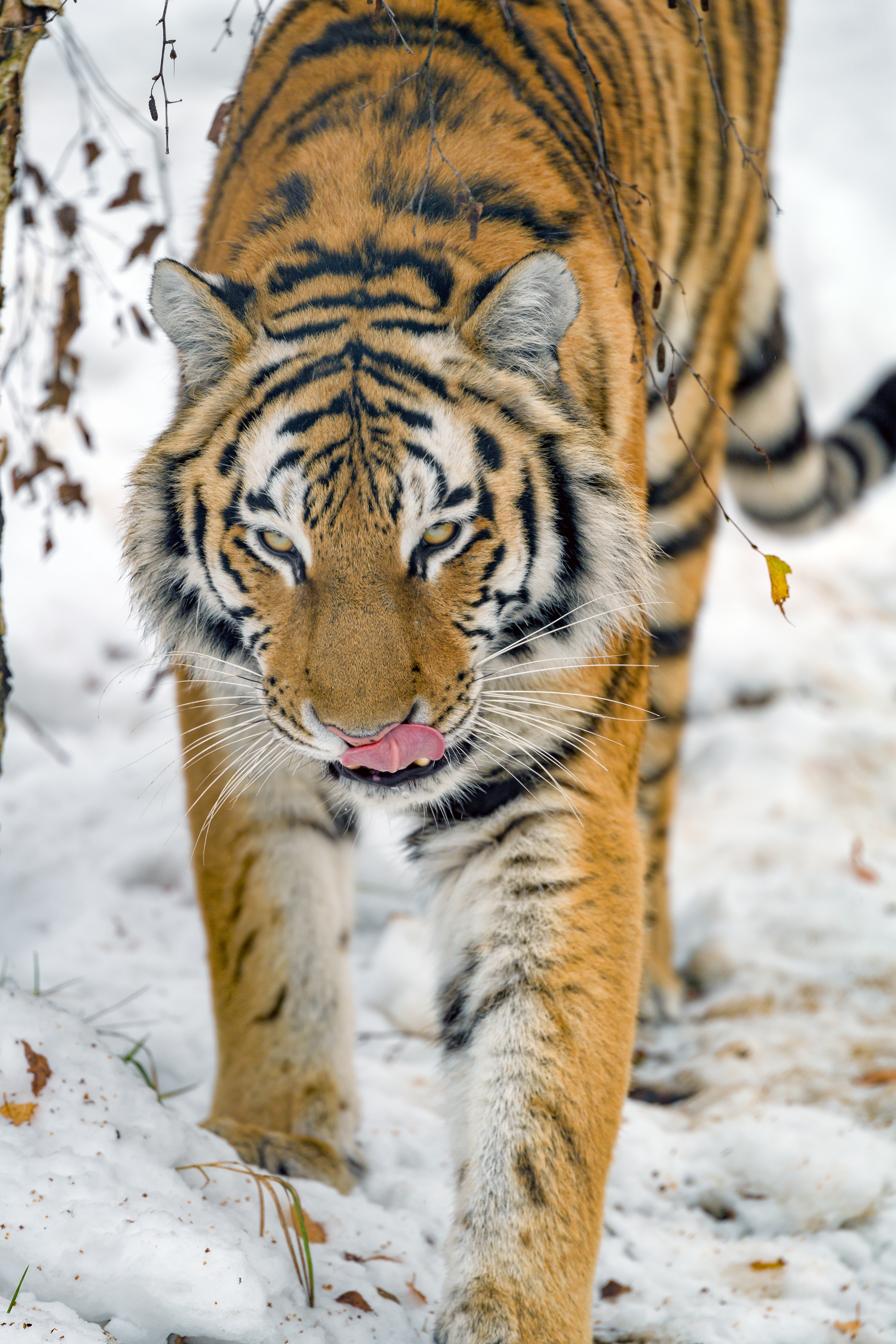 65373 скачать обои дикая природа, тигр, животные, большая кошка, животное, высунутый язык - заставки и картинки бесплатно