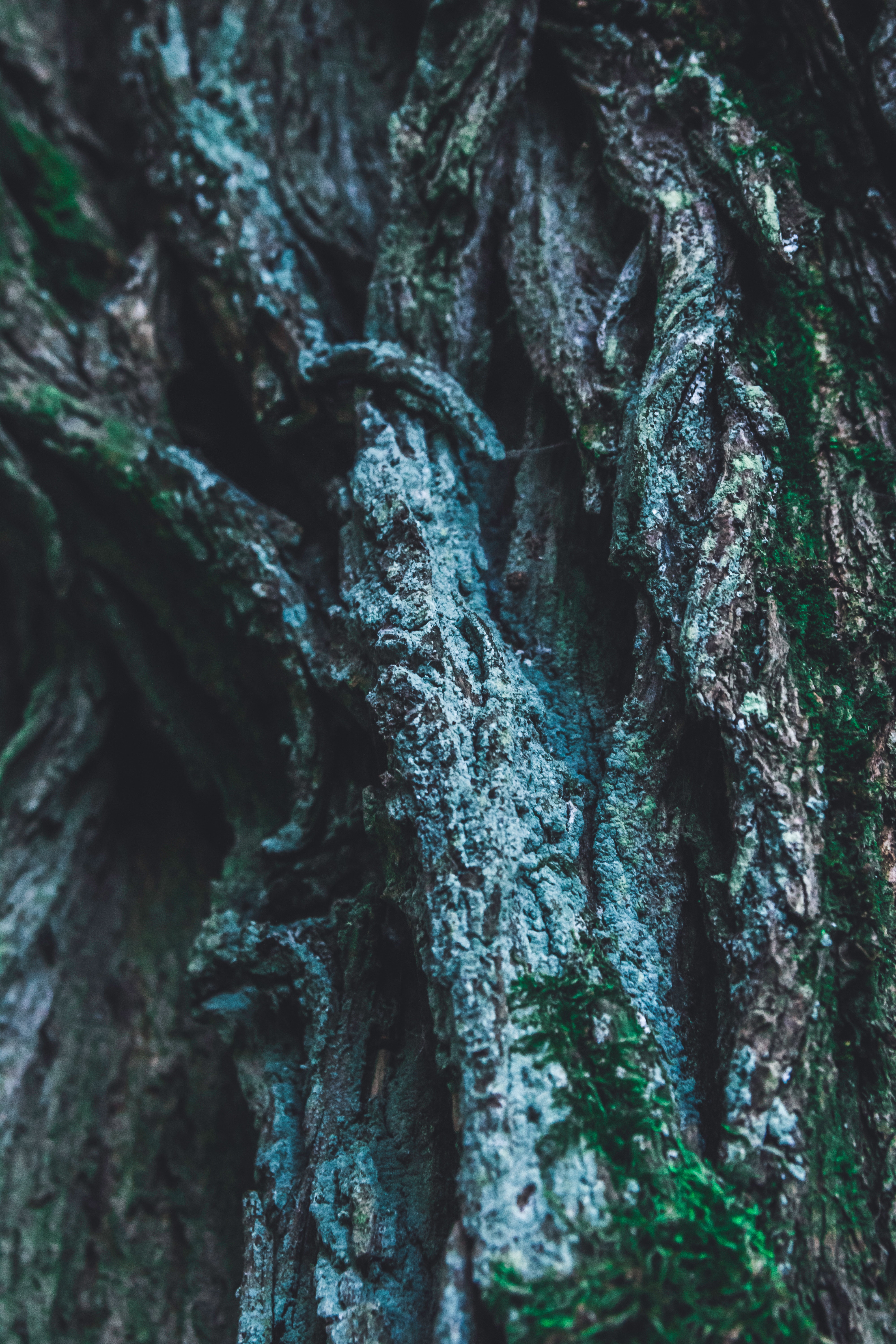 wood, tree, texture, textures, surface, relief, moss, bark, raised