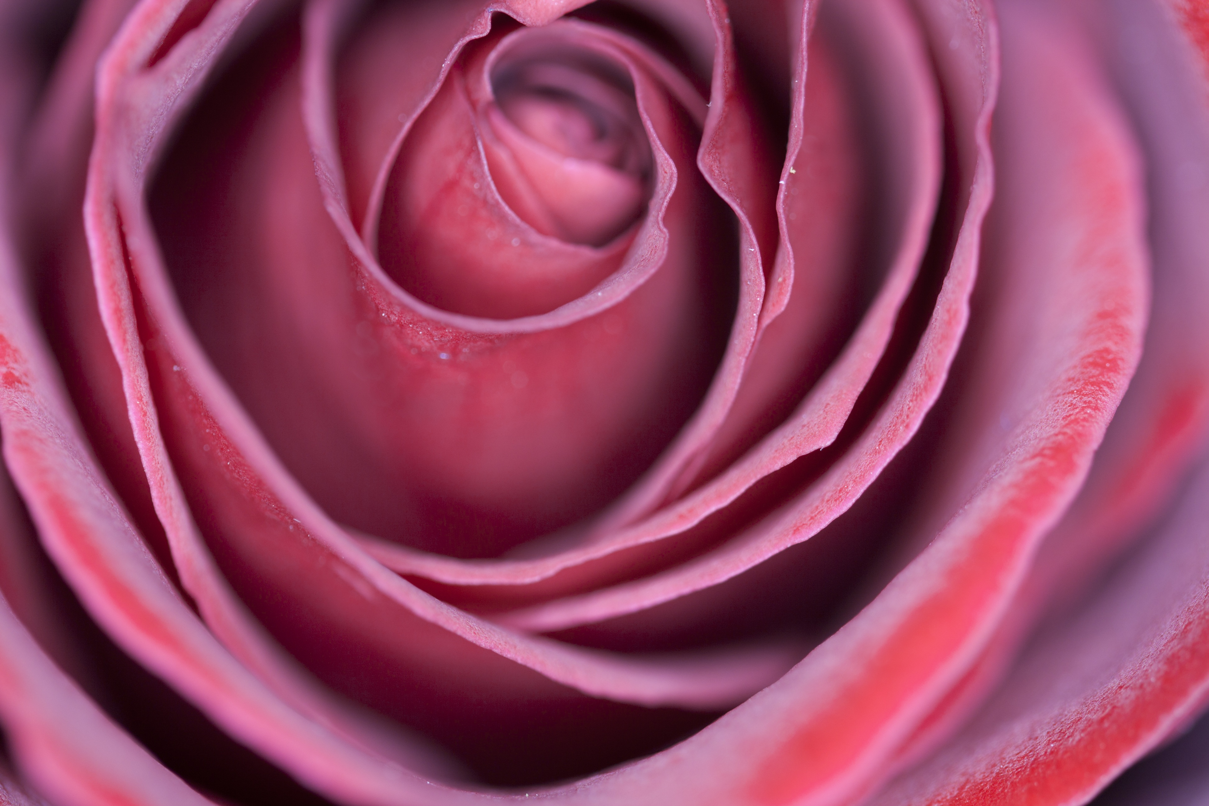 Laden Sie das Makro, Rose, Blütenblätter, Knospe, Bud-Bild kostenlos auf Ihren PC-Desktop herunter