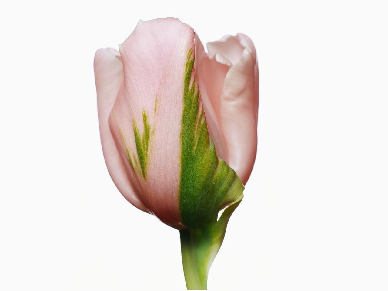5823 Bildschirmschoner und Hintergrundbilder Tulpen auf Ihrem Telefon. Laden Sie pflanzen, blumen Bilder kostenlos herunter
