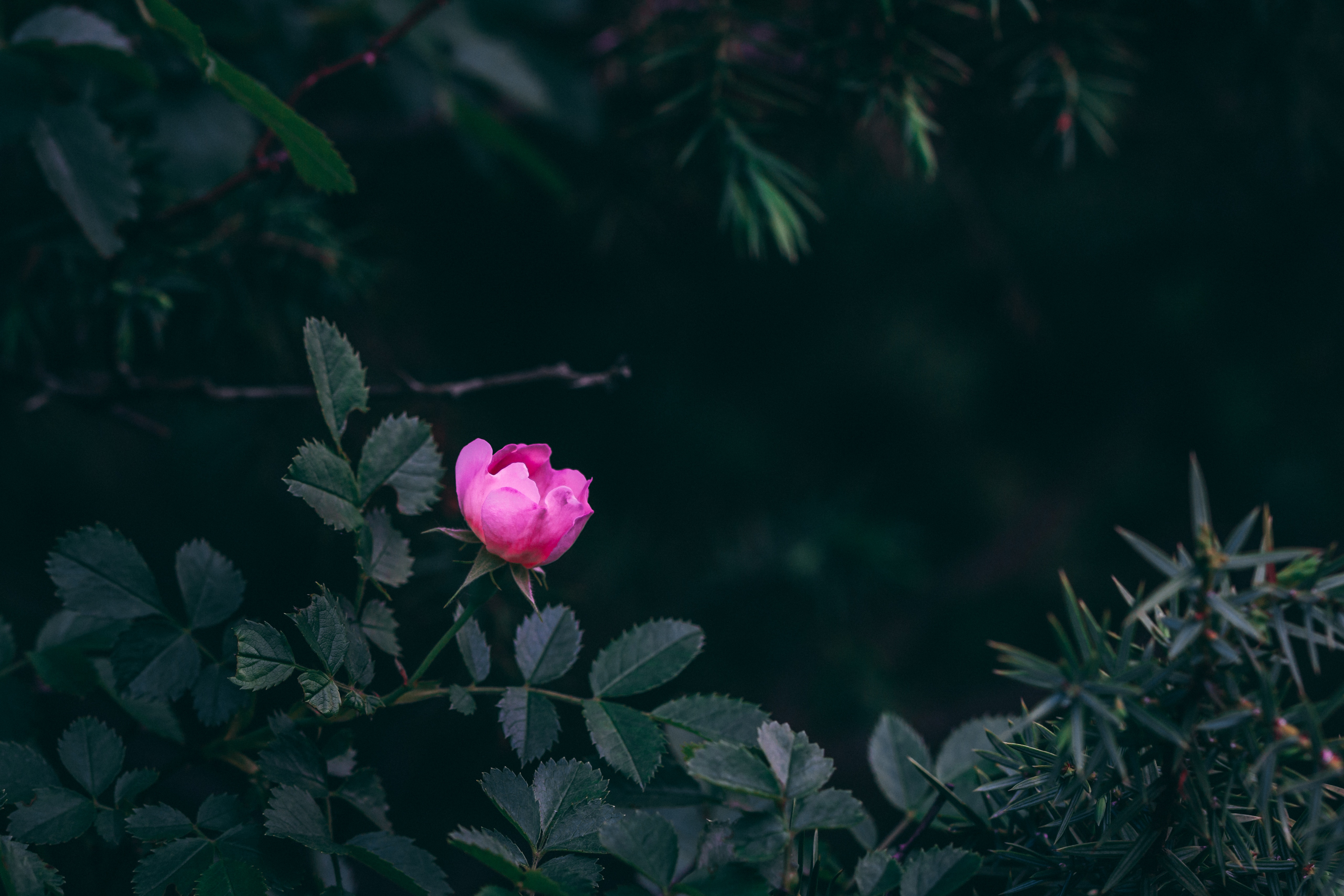 bush, flowers, leaves, pink, rose flower, rose, garden Smartphone Background