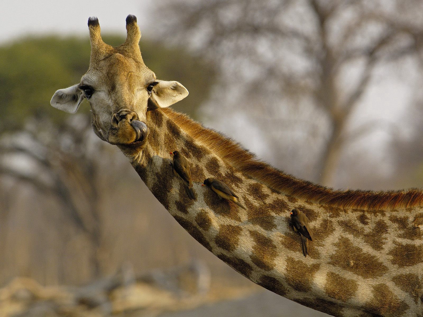76030 Bildschirmschoner und Hintergrundbilder Giraffe auf Ihrem Telefon. Laden Sie gefleckt, vögel, fleckig, tiere Bilder kostenlos herunter