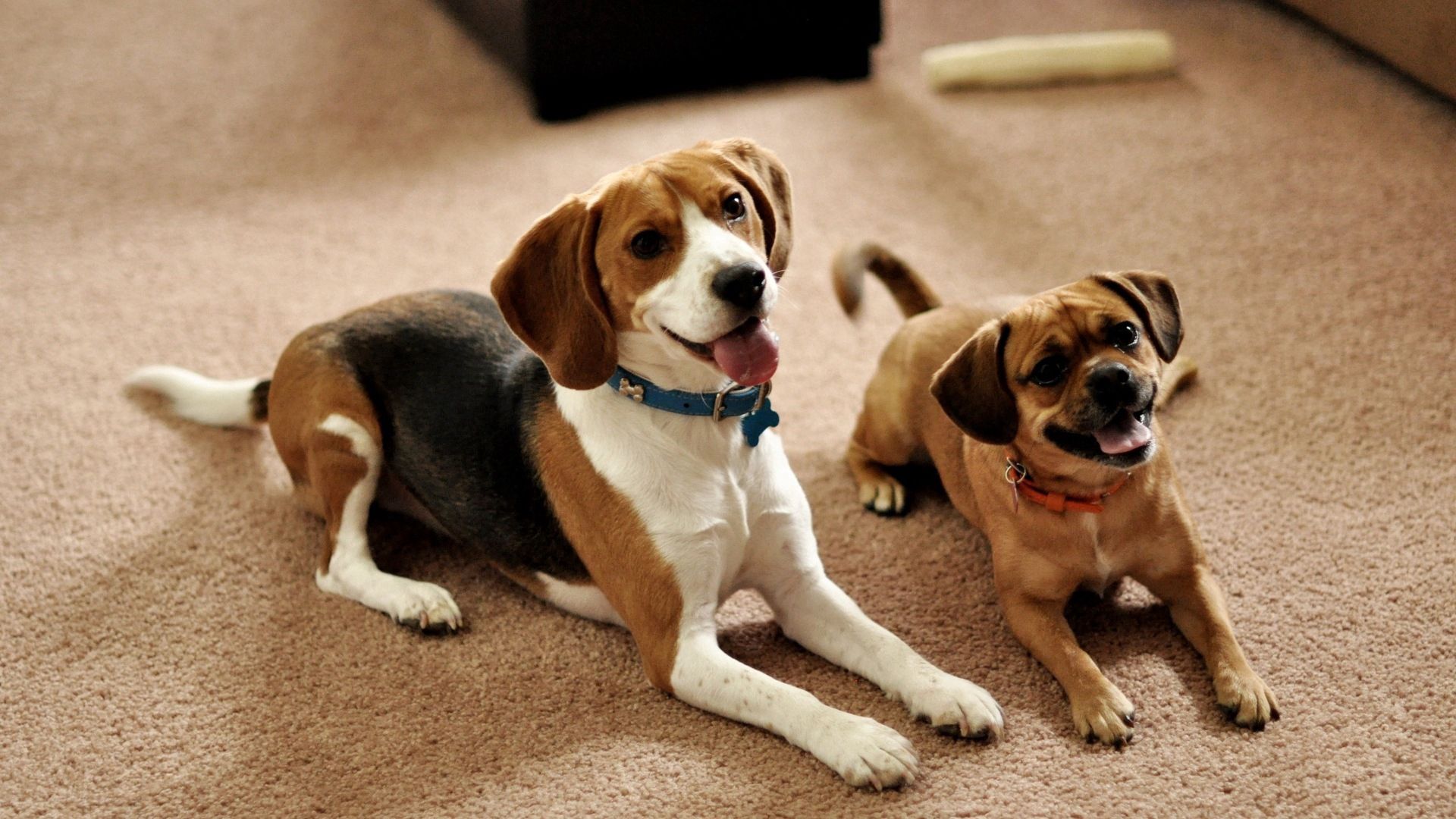 Handy-Wallpaper Hunde, Tiere, Sitzen, Paar, Welpen, Erwartung, Warten, Beagle kostenlos herunterladen.