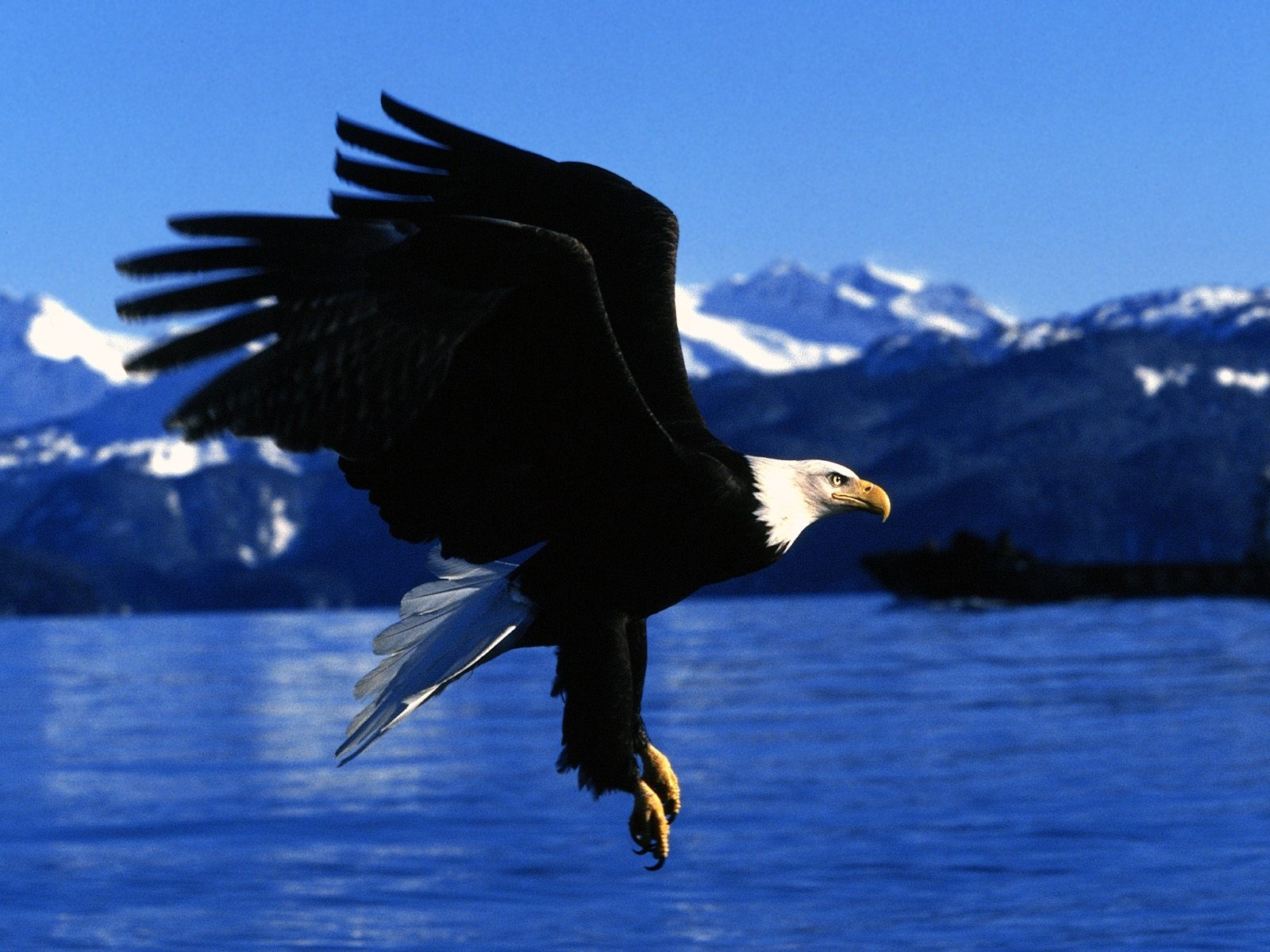 3500 Bildschirmschoner und Hintergrundbilder Eagles auf Ihrem Telefon. Laden Sie tiere, blau, vögel Bilder kostenlos herunter