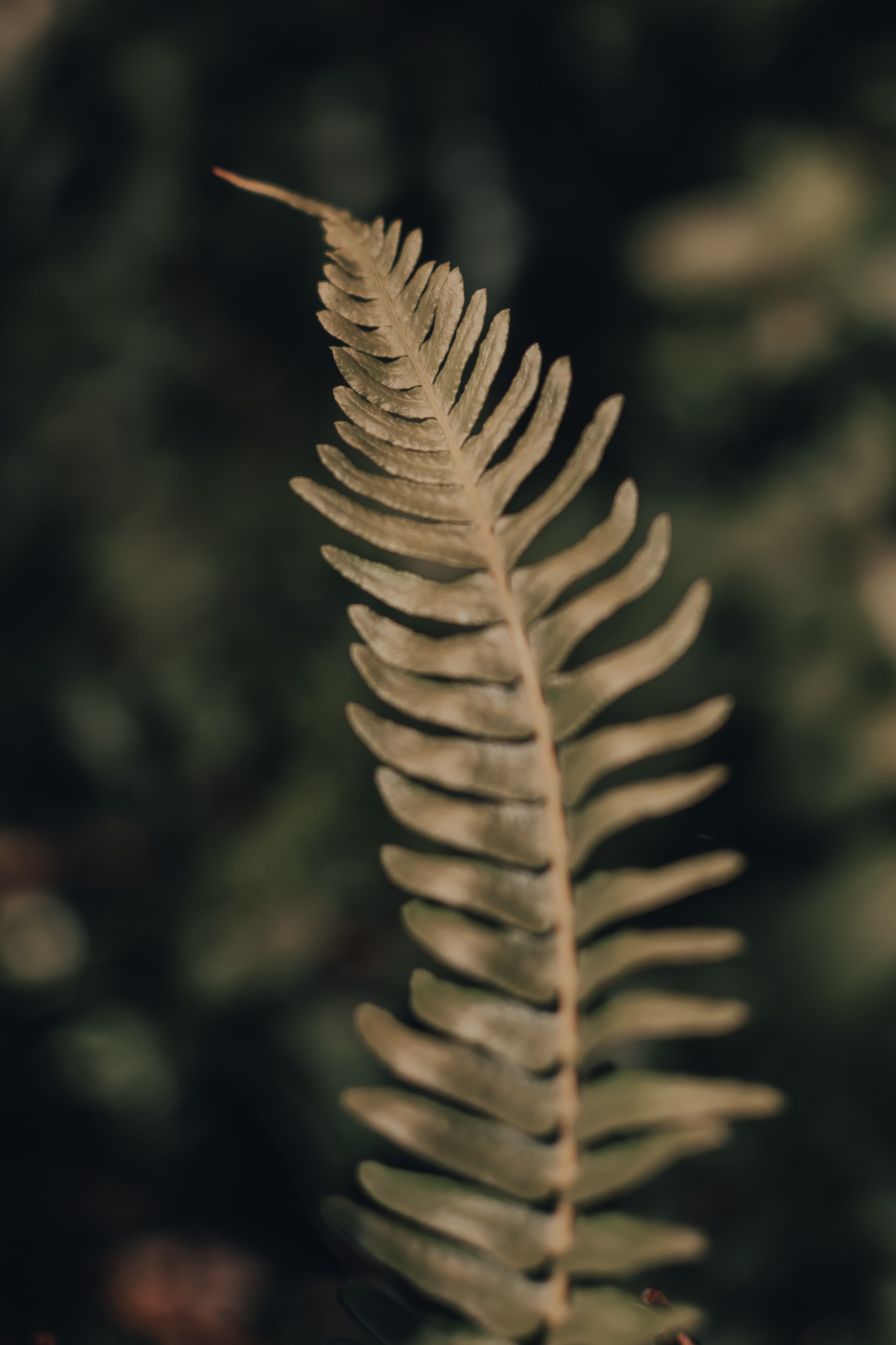 macro, plant, fern, close up, leaflet wallpapers for tablet