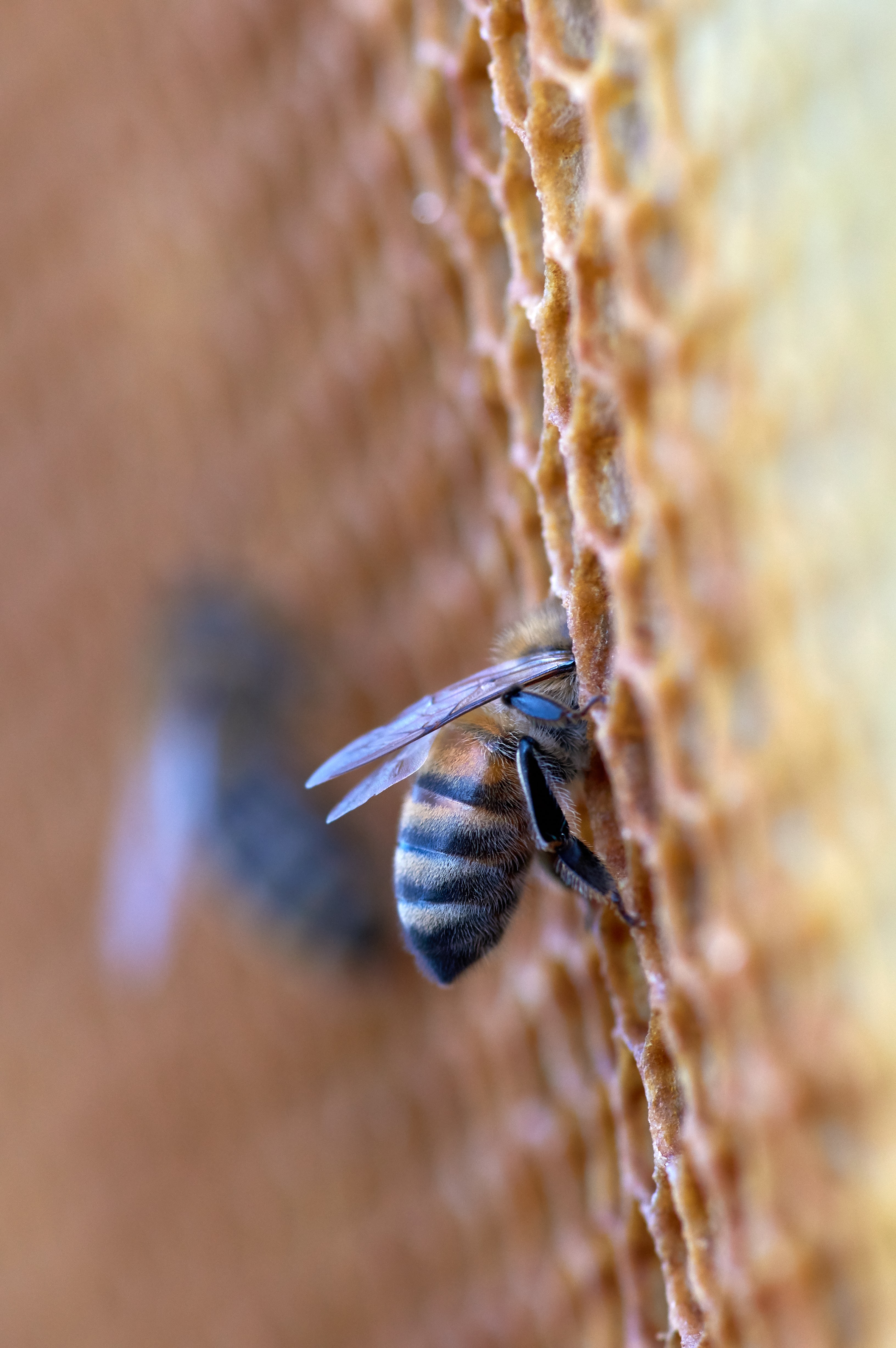 Laden Sie das Tiere, Insekt, Bienenwabe, Waben, Schulter, Bienenhaus, Bienenstand-Bild kostenlos auf Ihren PC-Desktop herunter