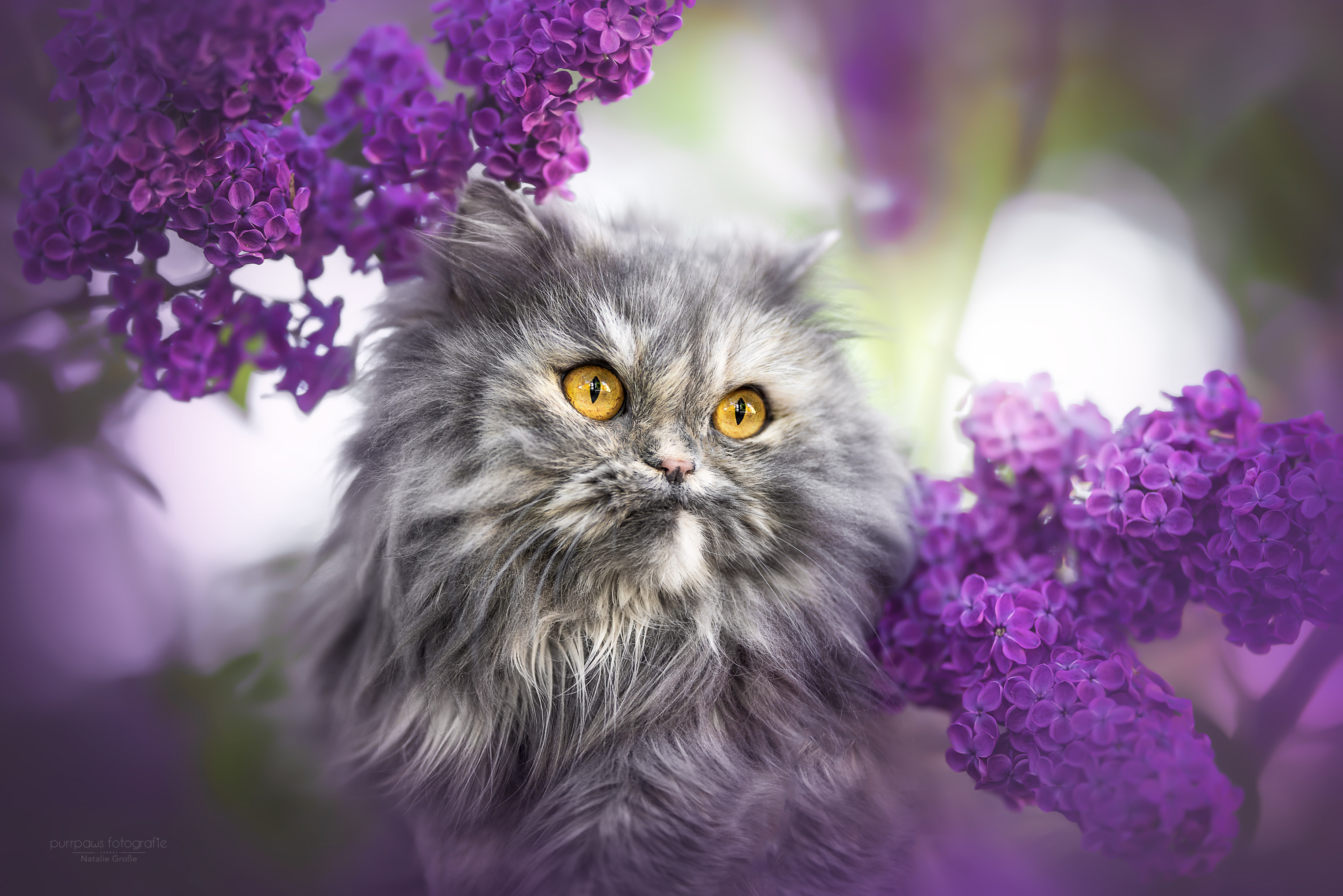 HD desktop wallpaper: Cats, Lilac, Cat, Animal, Persian Cat download free  picture #483270