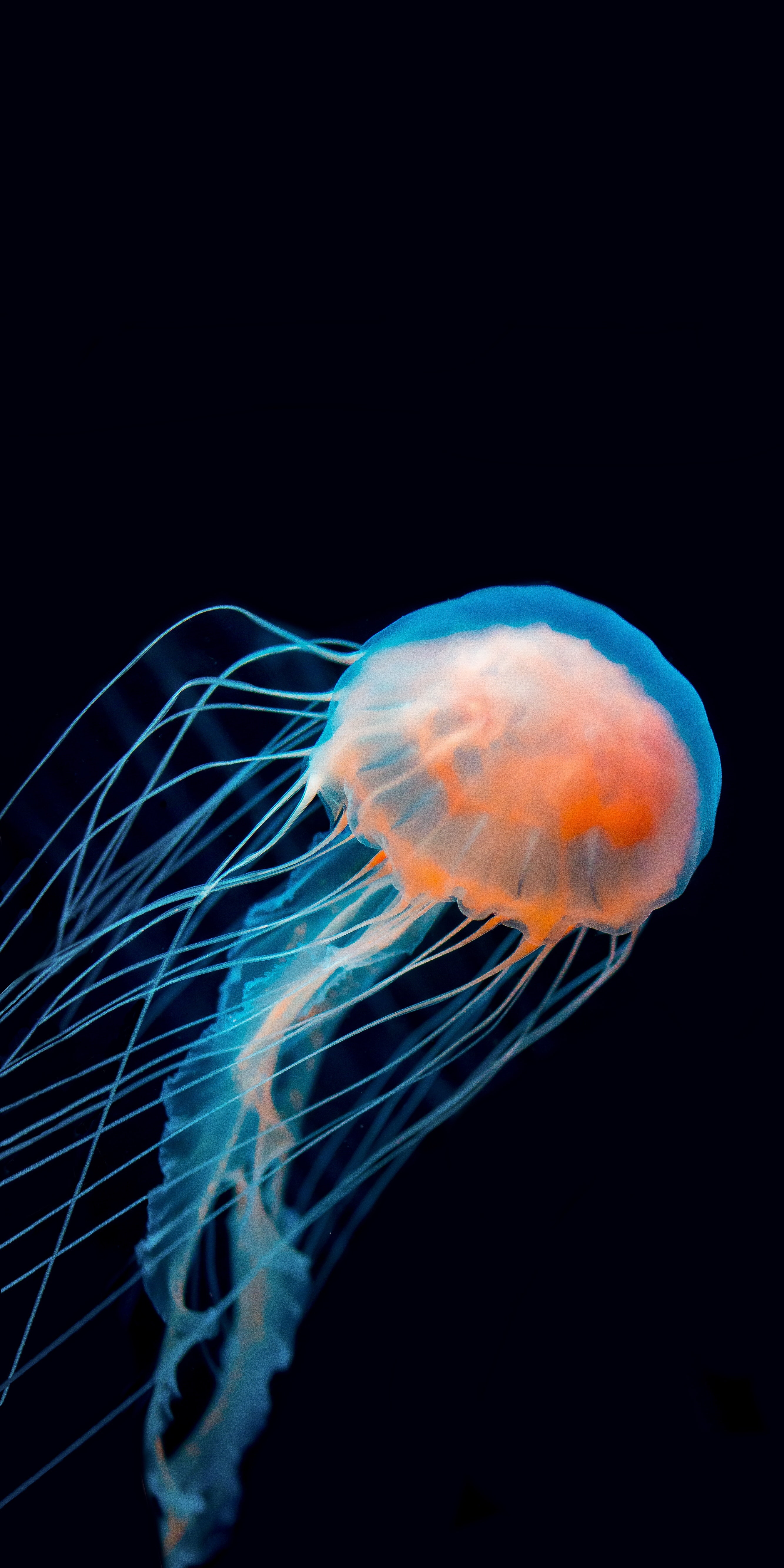 jellyfish, animals, dark, underwater world, tentacle phone wallpaper