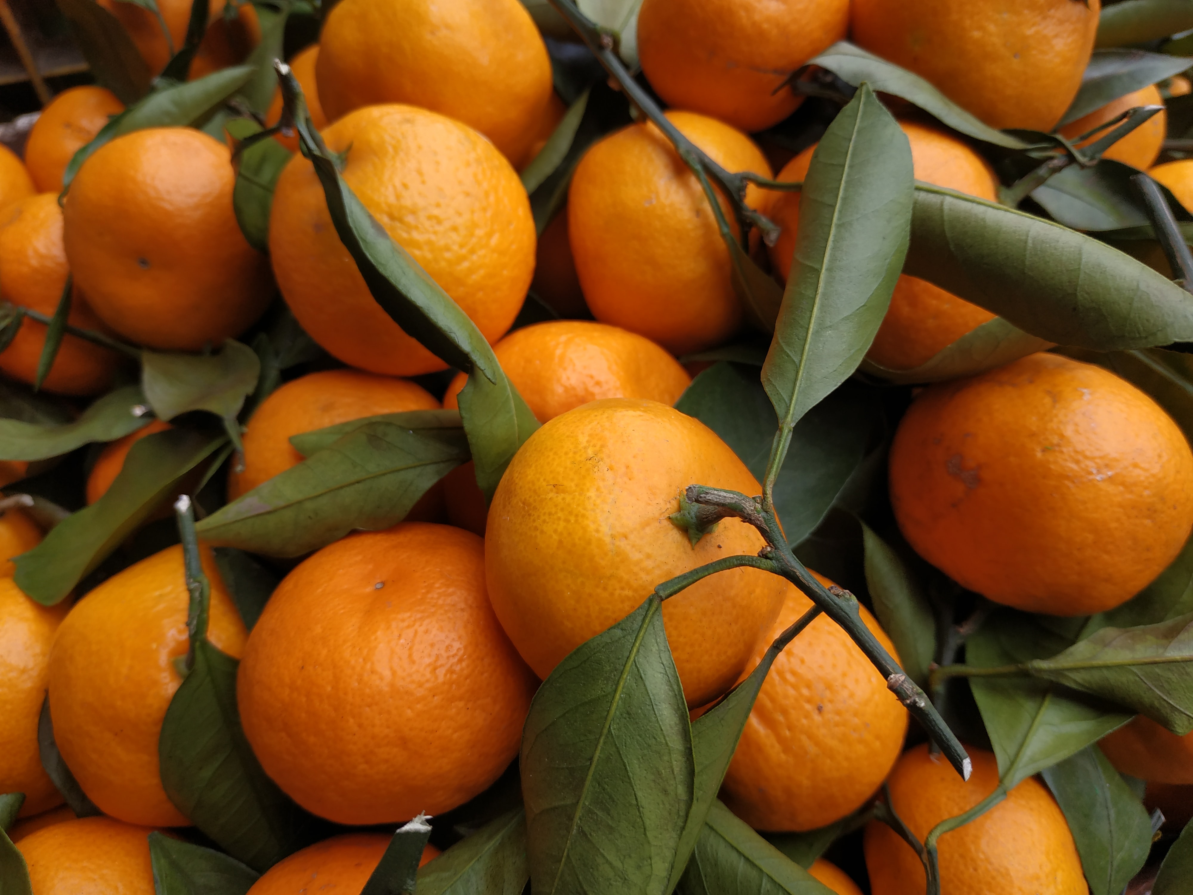 tangerines, fruits, food, leaves, orange, citrus