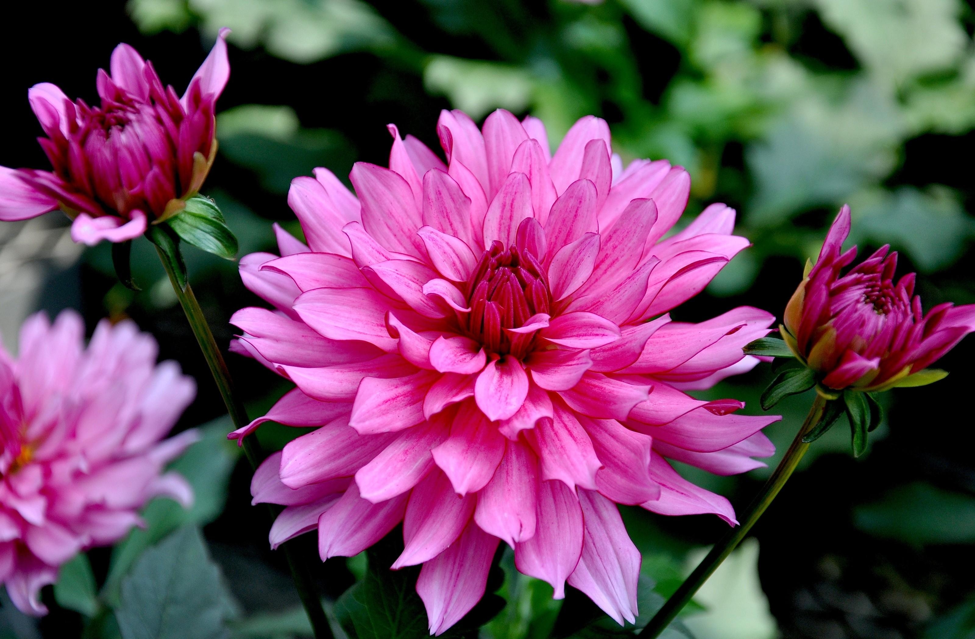 Images & Pictures dahlias, flowers, garden, close-up Flowerbed