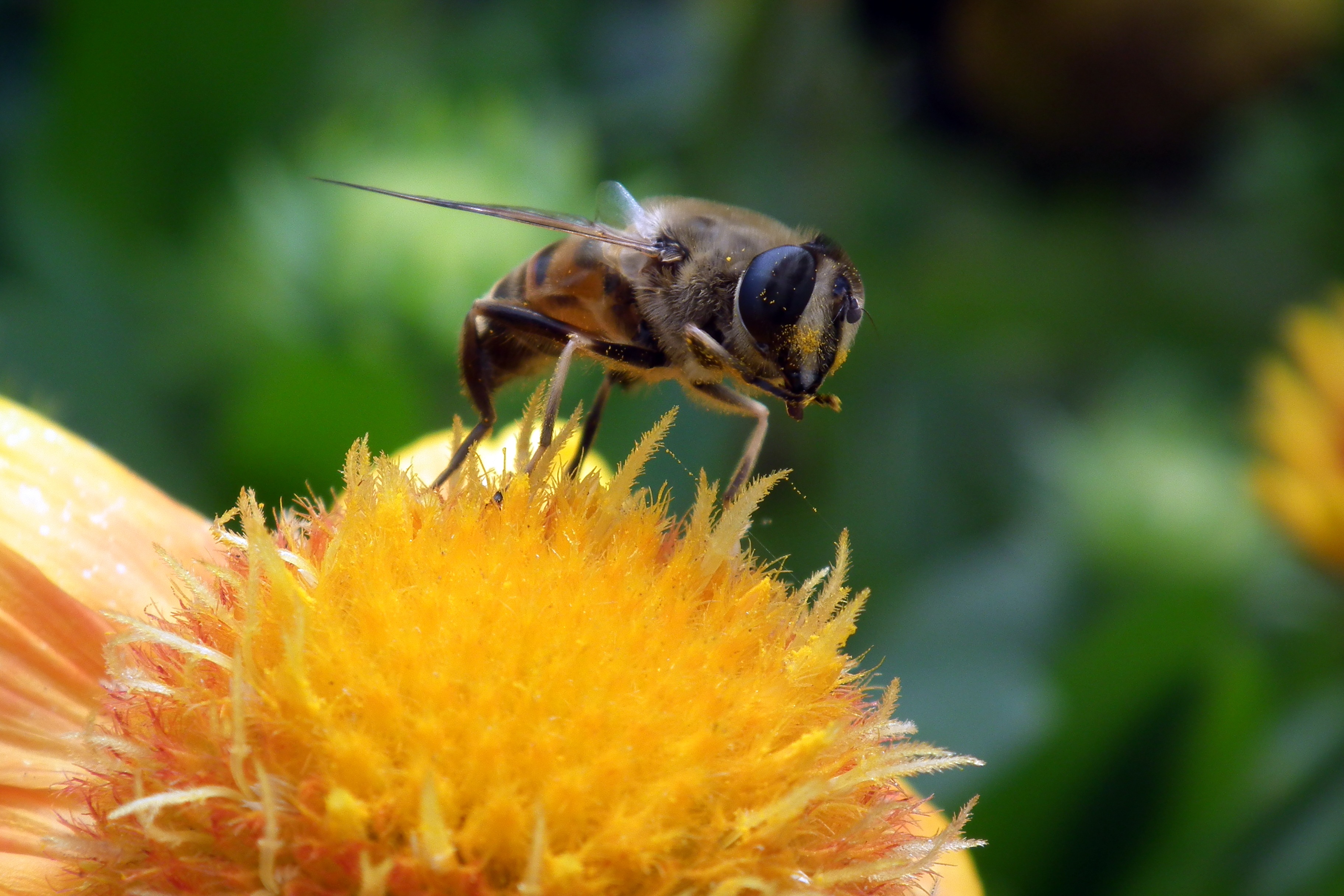 Bee Tablet HD picture
