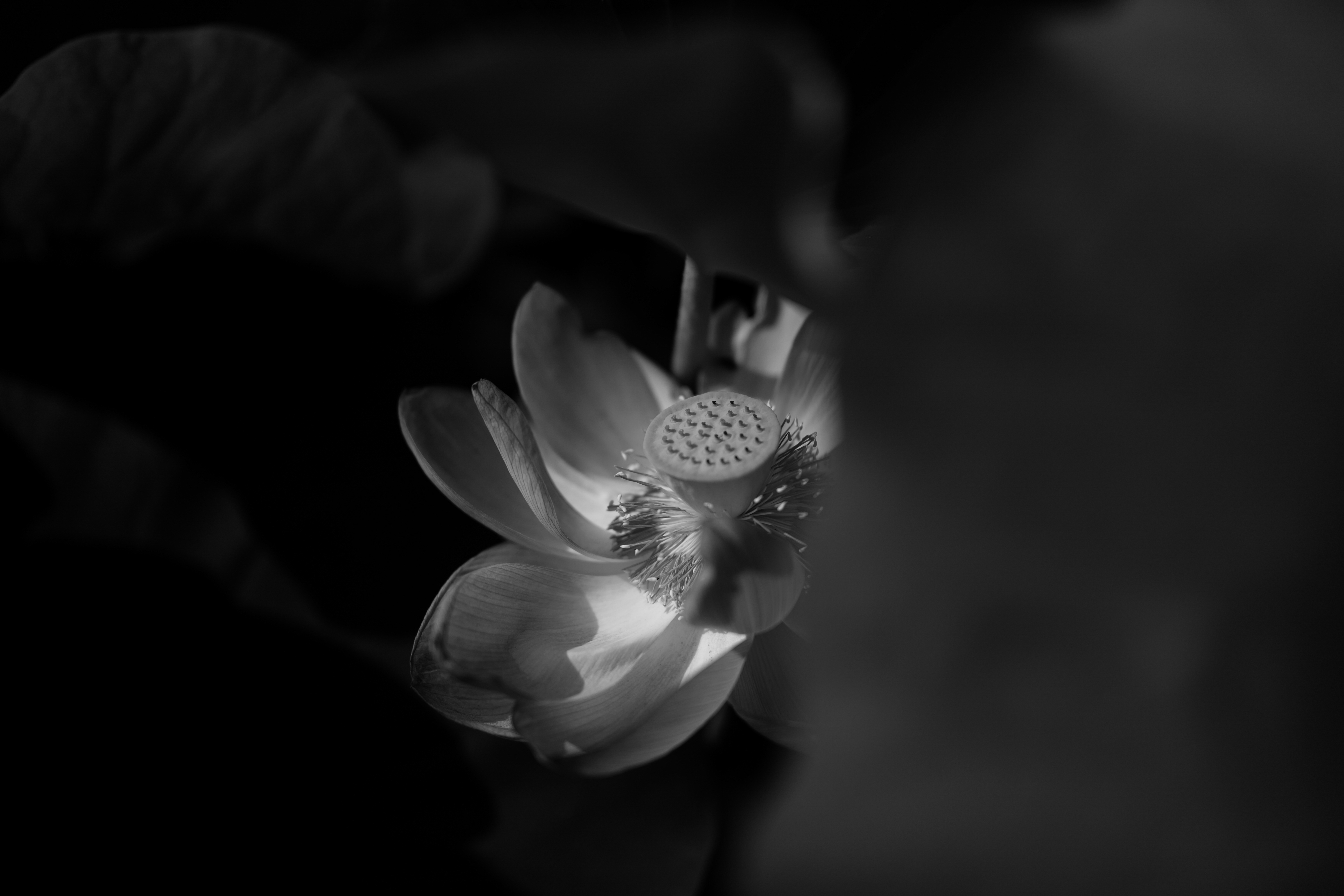 bloom, flowering, bw, flowers Chb HQ Background Images