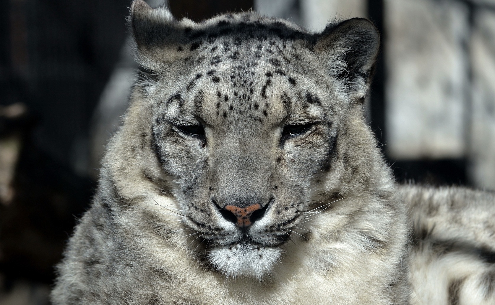 91906 download wallpaper snow leopard, animals, muzzle, predator, big cat, sleep, dream screensavers and pictures for free