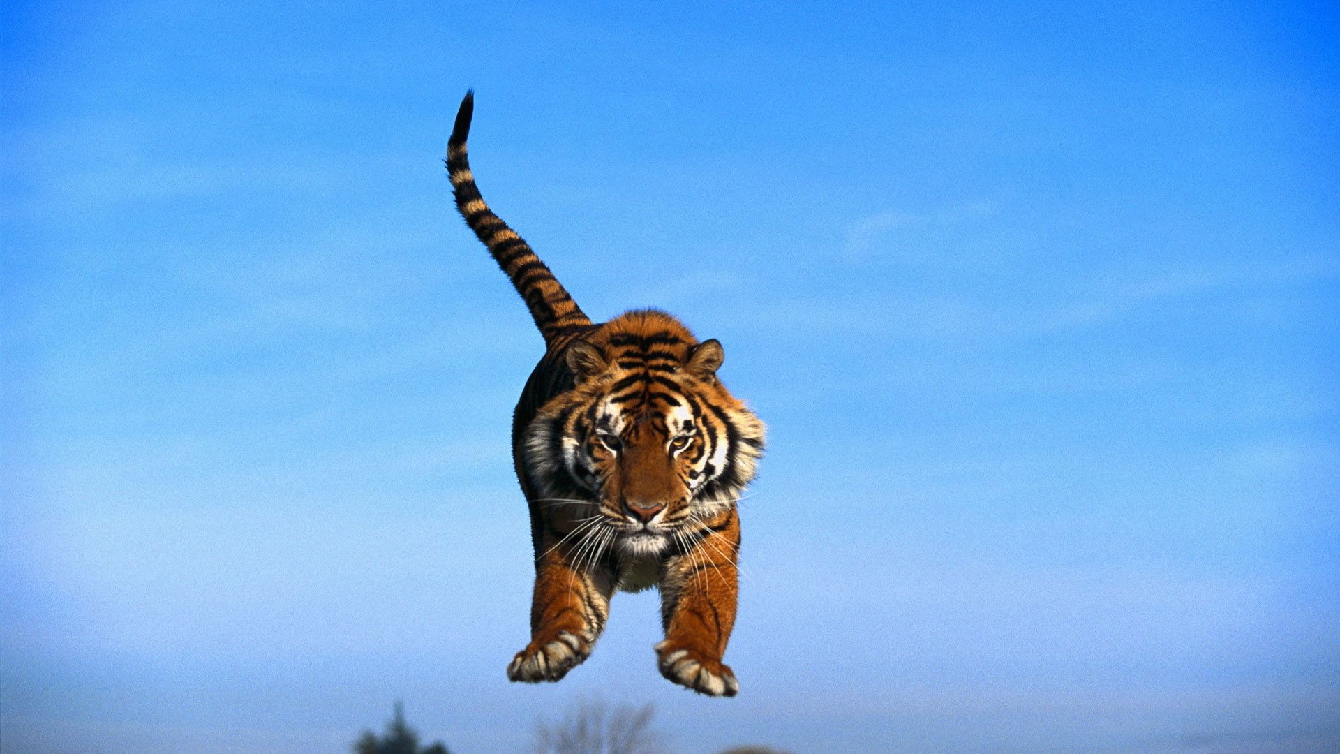 Laden Sie das Tiere, Sky, Tiger, Prallen, Springen, Schwanz, Pfoten-Bild kostenlos auf Ihren PC-Desktop herunter