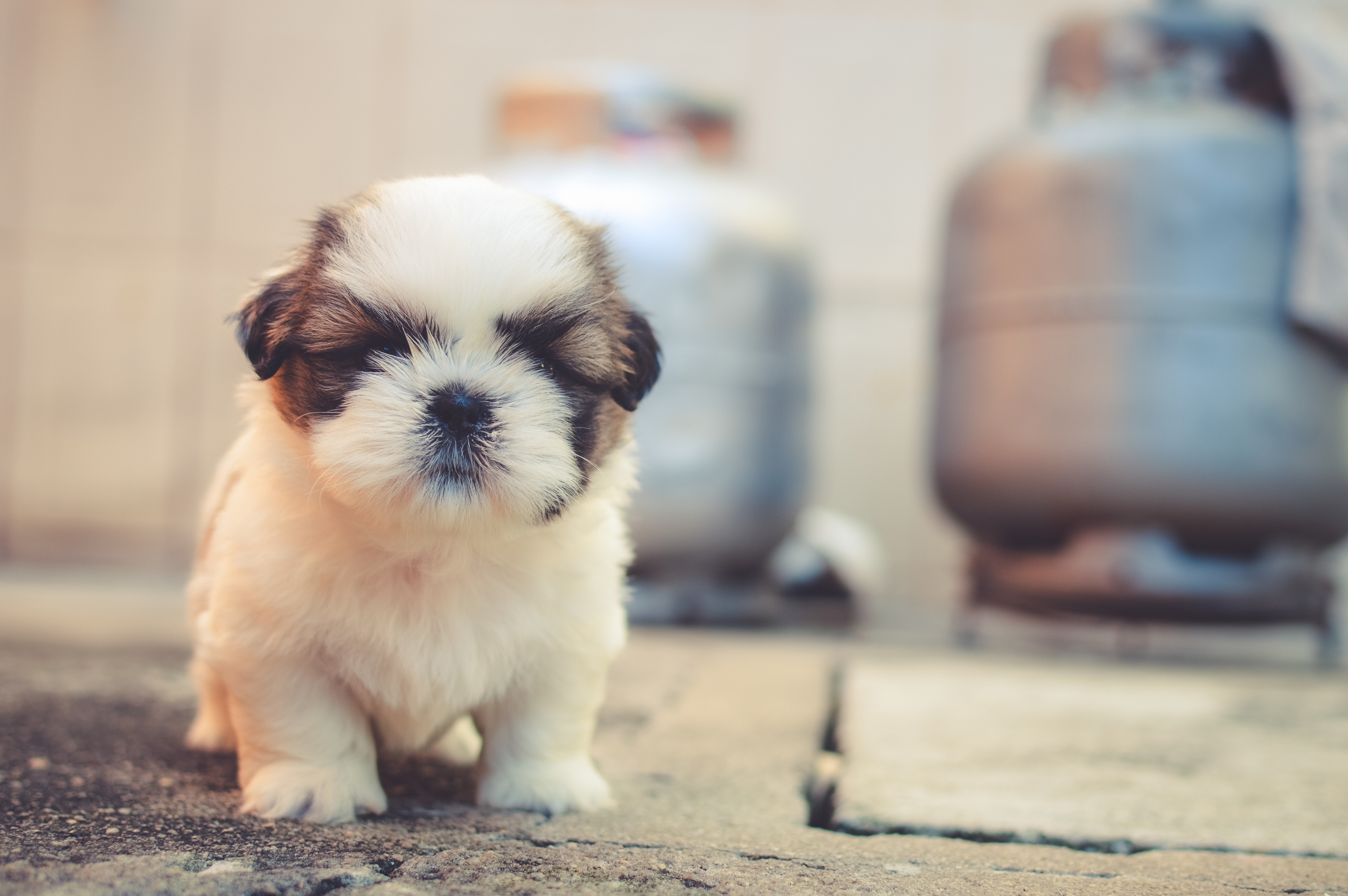 Phone Background Full HD puppy, pet, sweetheart, dog