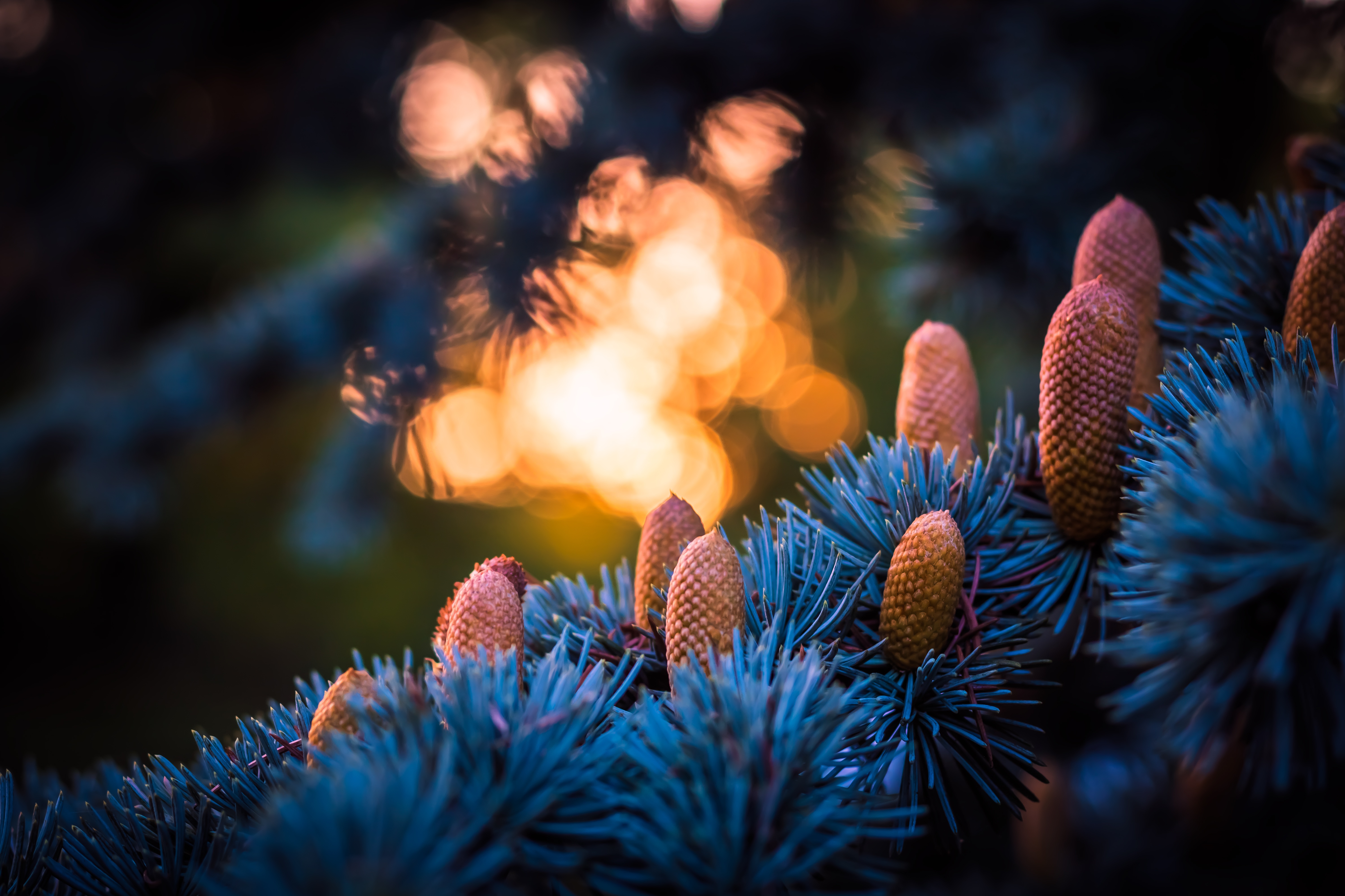 68774 download wallpaper nature, cones, glare, spruce, fir, bokeh, boquet screensavers and pictures for free