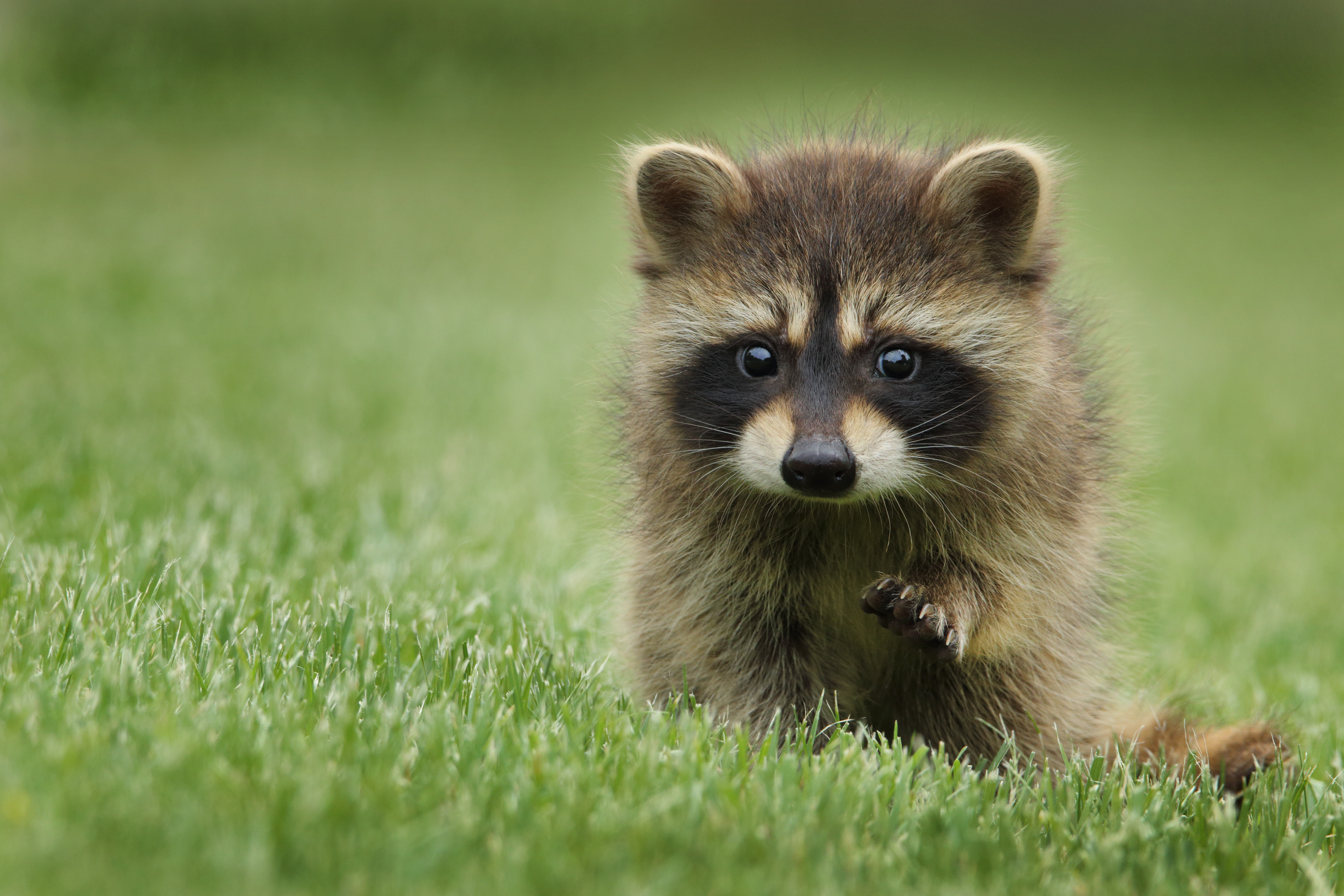 110752 download wallpaper animal, animals, grass, muzzle, stroll, raccoon screensavers and pictures for free