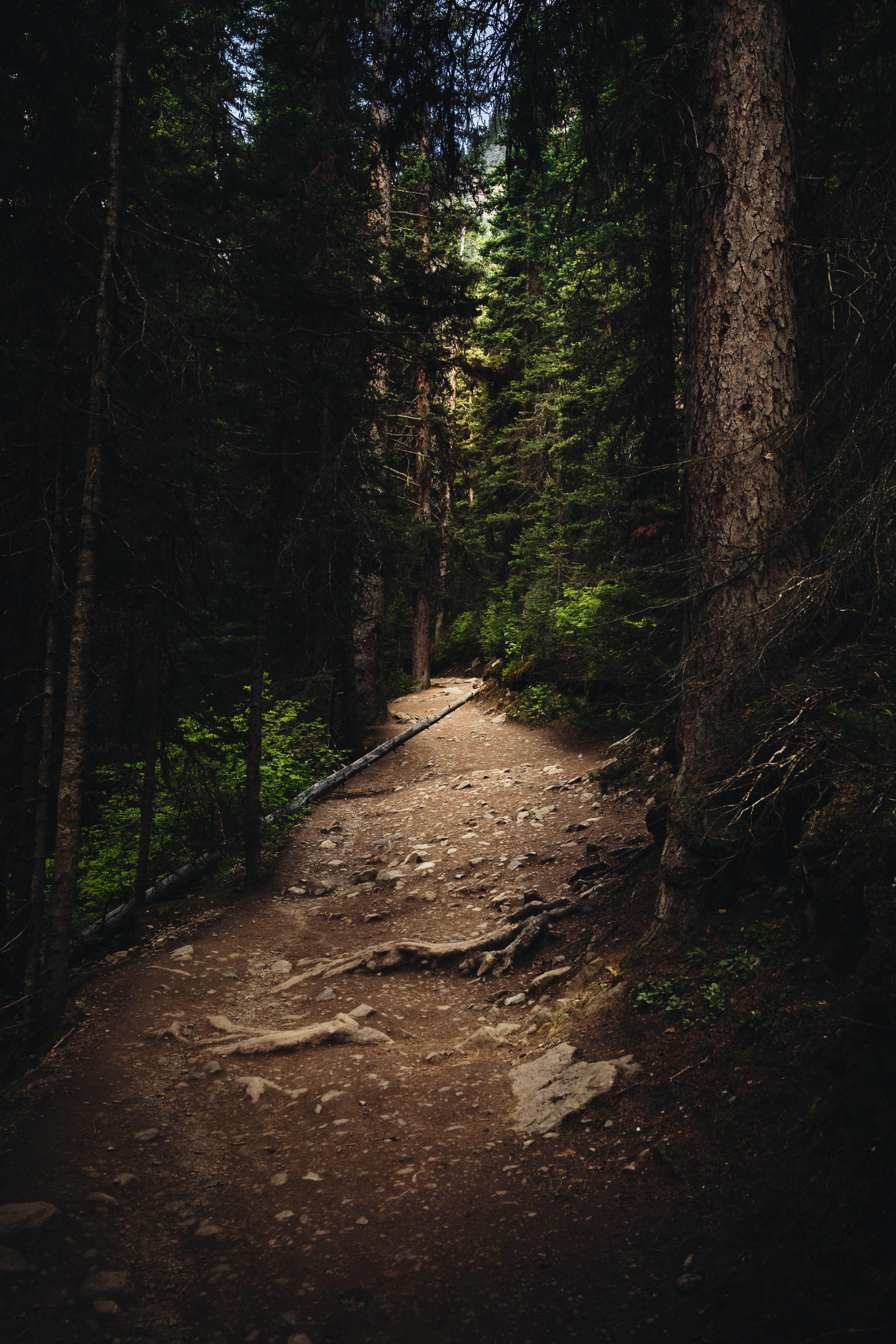 nature, trees, forest, spruce, fir, path