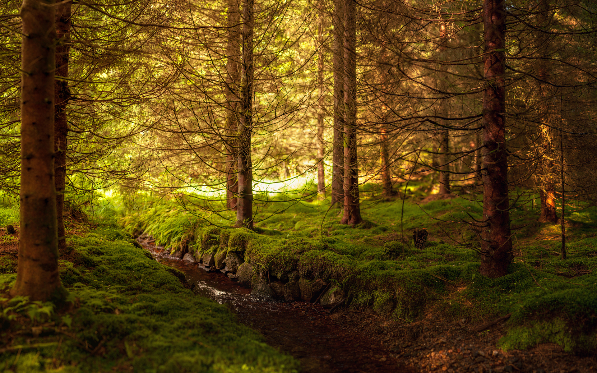 forest, earth, bush, fir, moss, stream, tree, water cell phone wallpapers