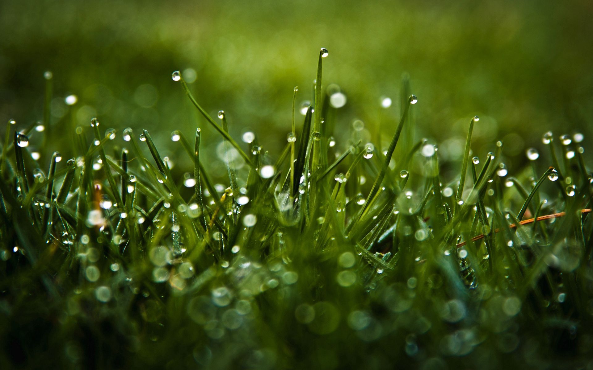 grass, dew, macro, drops, glare High Definition image
