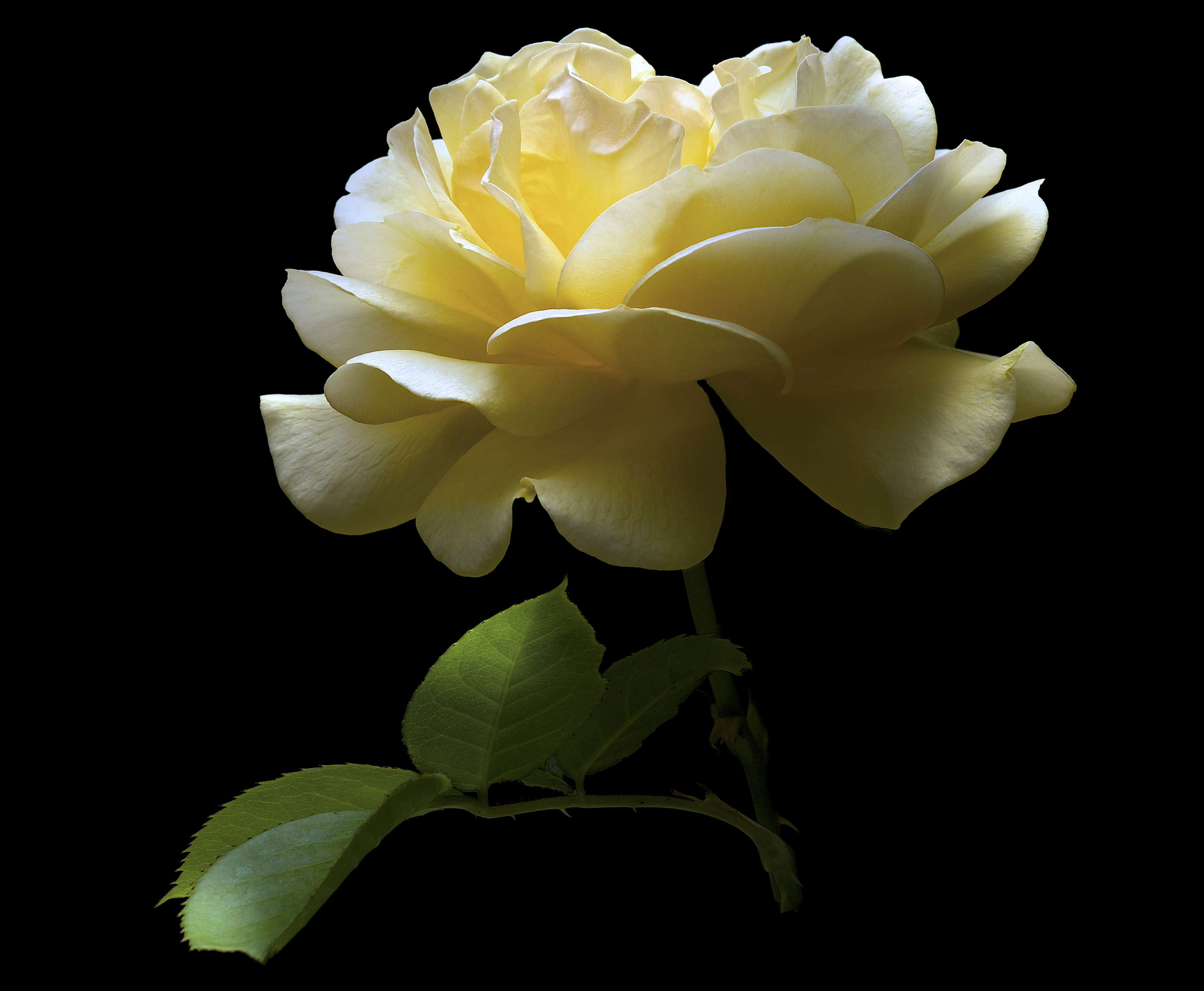 381786 Salvapantallas y fondos de pantalla Rosa en tu teléfono. Descarga imágenes de de cerca, flor, flor blanca, flores gratis