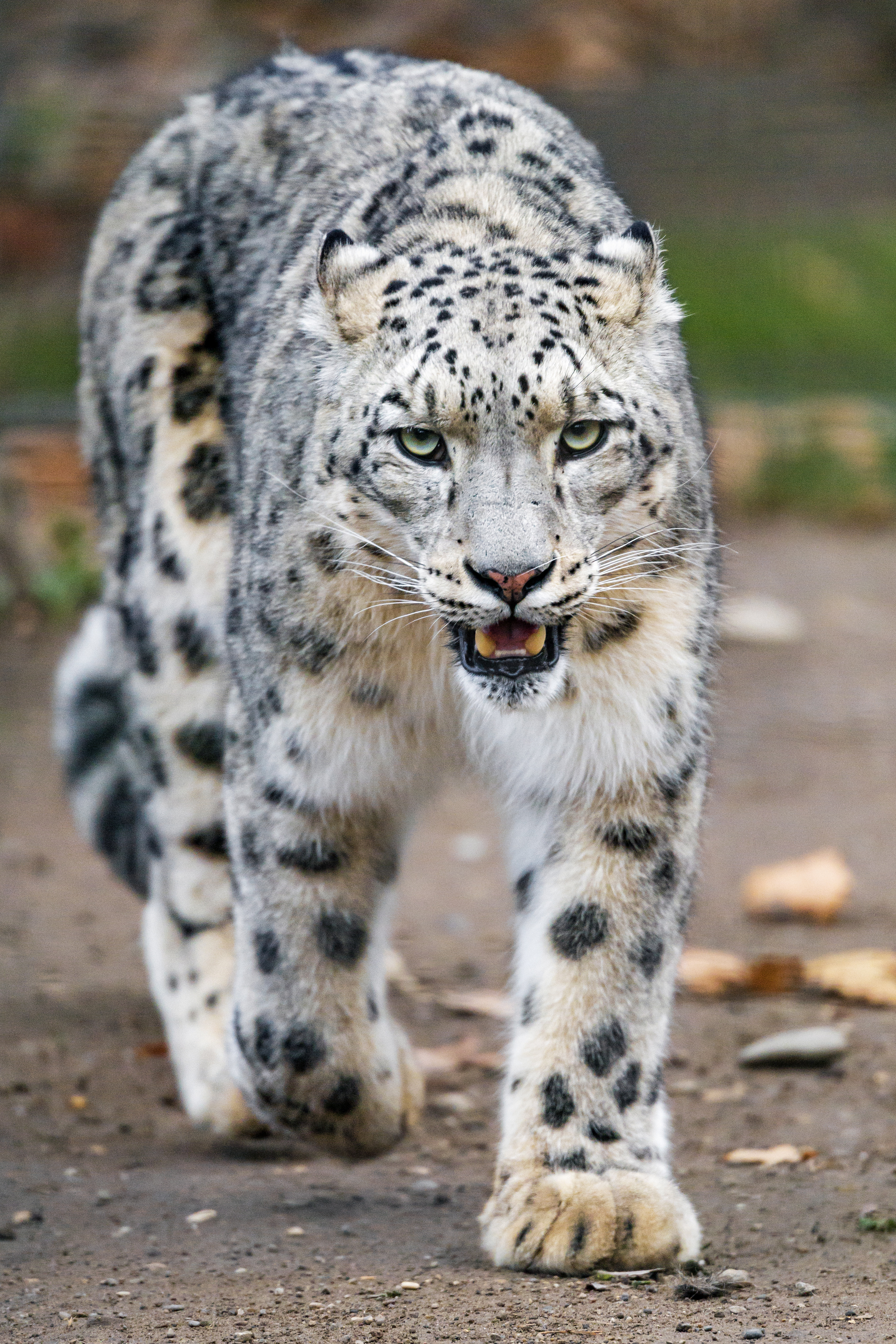 84074 Hintergrundbild herunterladen schneeleopard, tiere, raubtier, predator, große katze, big cat, pfoten - Bildschirmschoner und Bilder kostenlos
