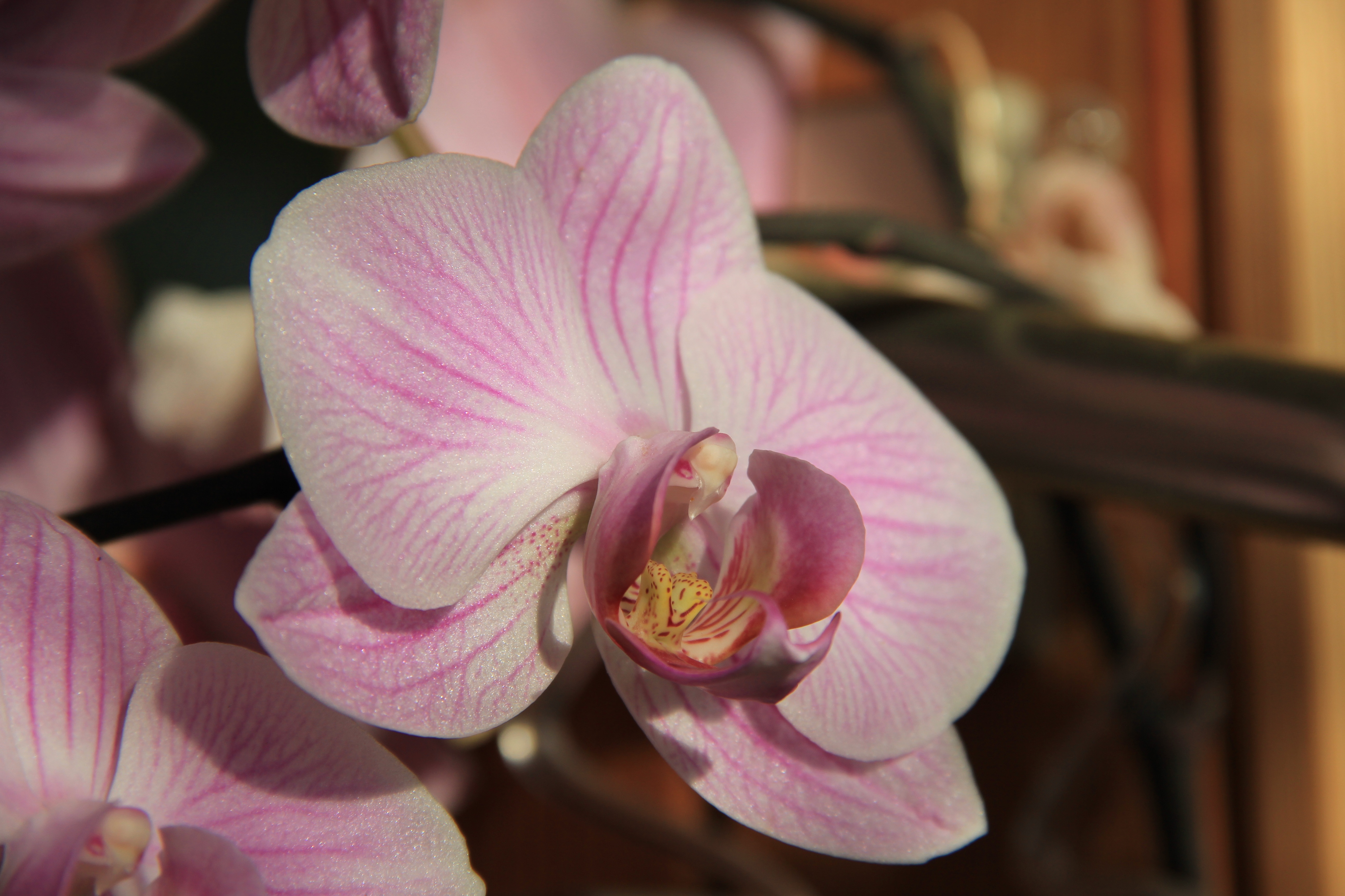 112664 Bildschirmschoner und Hintergrundbilder Orchidee auf Ihrem Telefon. Laden Sie bud, blume, knospe, orchid Bilder kostenlos herunter
