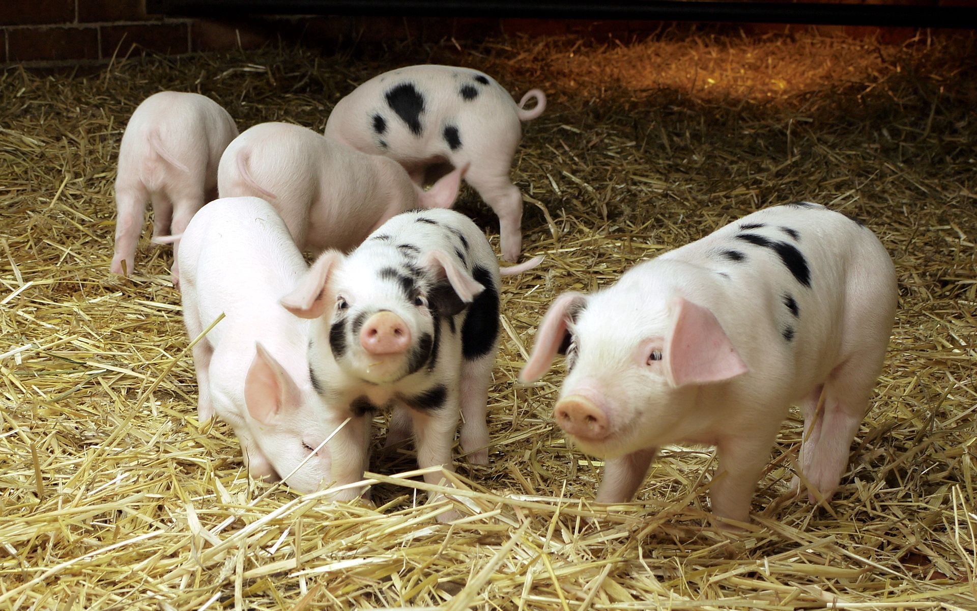 56947 free wallpaper 1440x2560 for phone, download images pigs, hay, young, cubs 1440x2560 for mobile