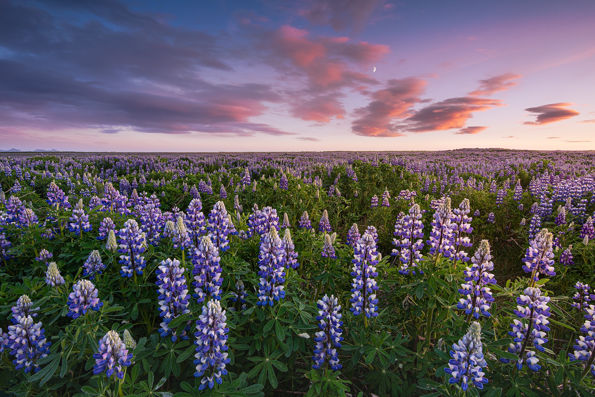 Lupine