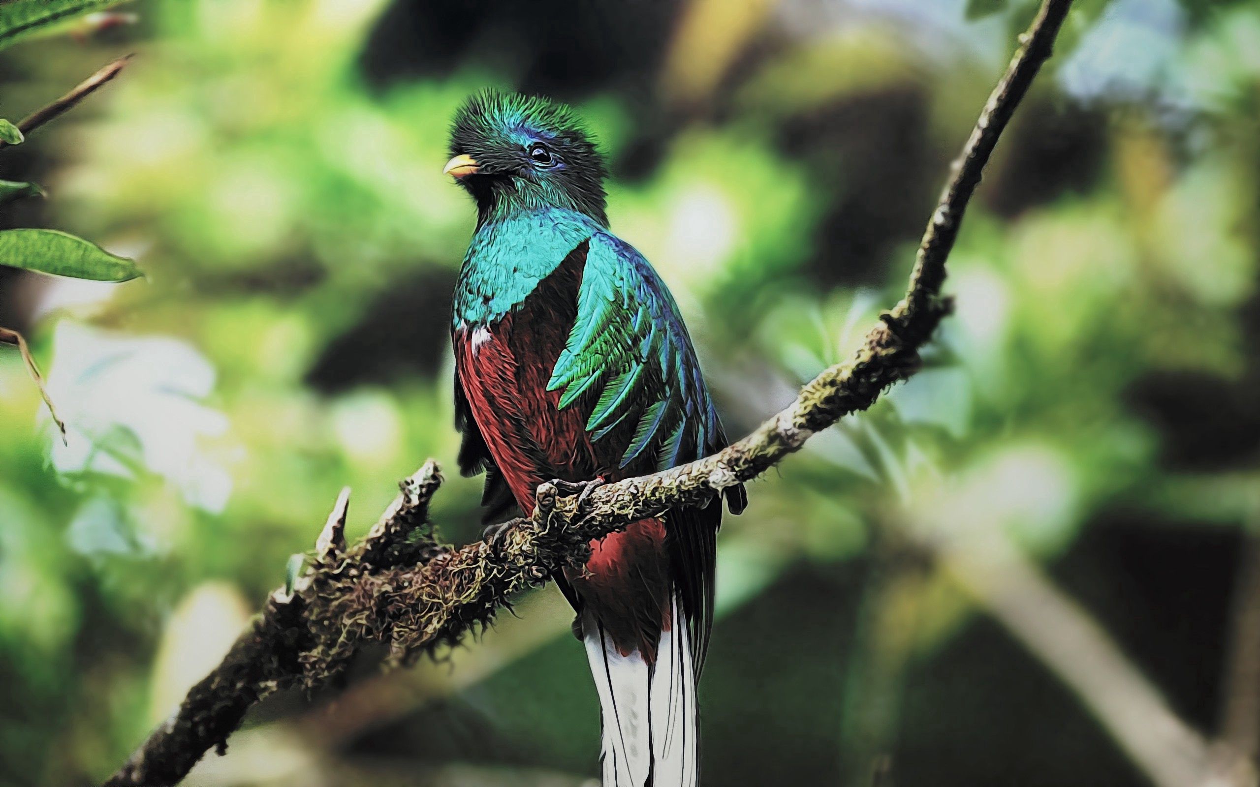 65423 Bild herunterladen farbe, tiere, vogel, sitzen, ast, zweig, quetzal - Hintergrundbilder und Bildschirmschoner kostenlos