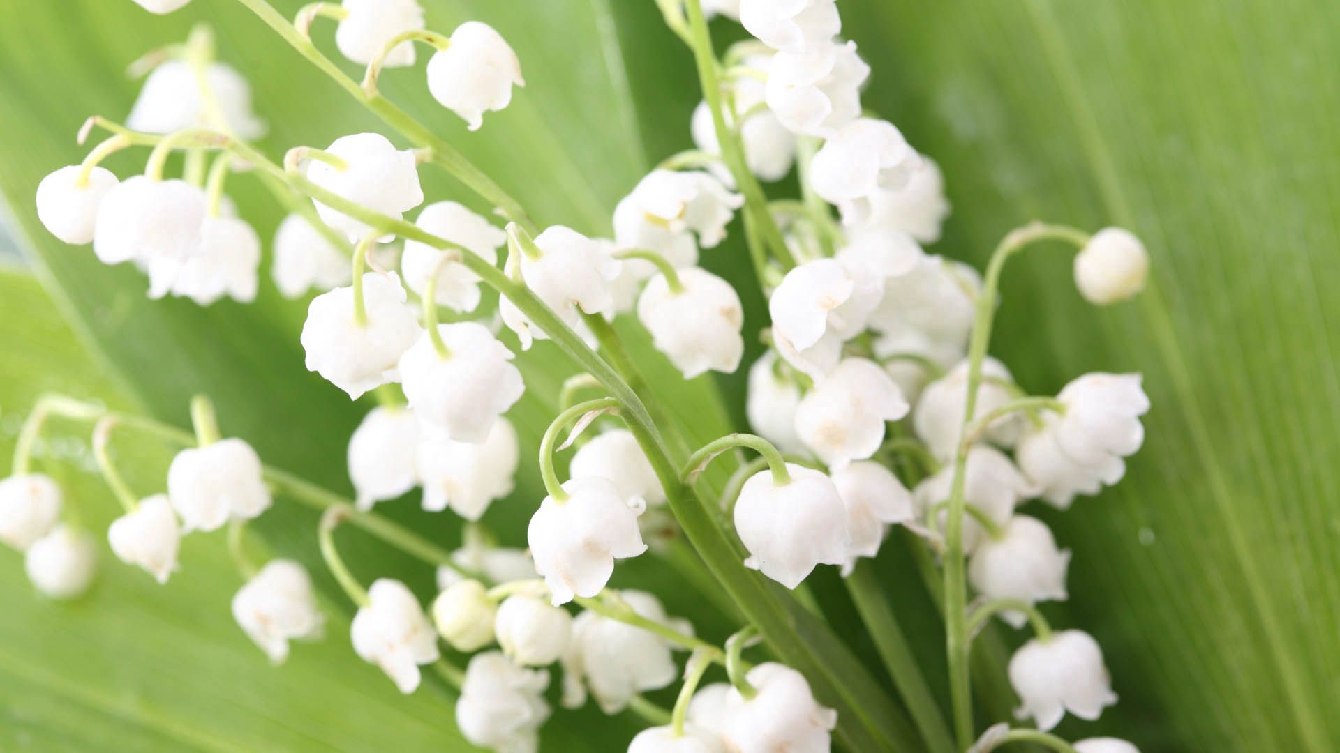 131123 download wallpaper flowers, leaves, lily of the valley, white, bloom, flowering screensavers and pictures for free