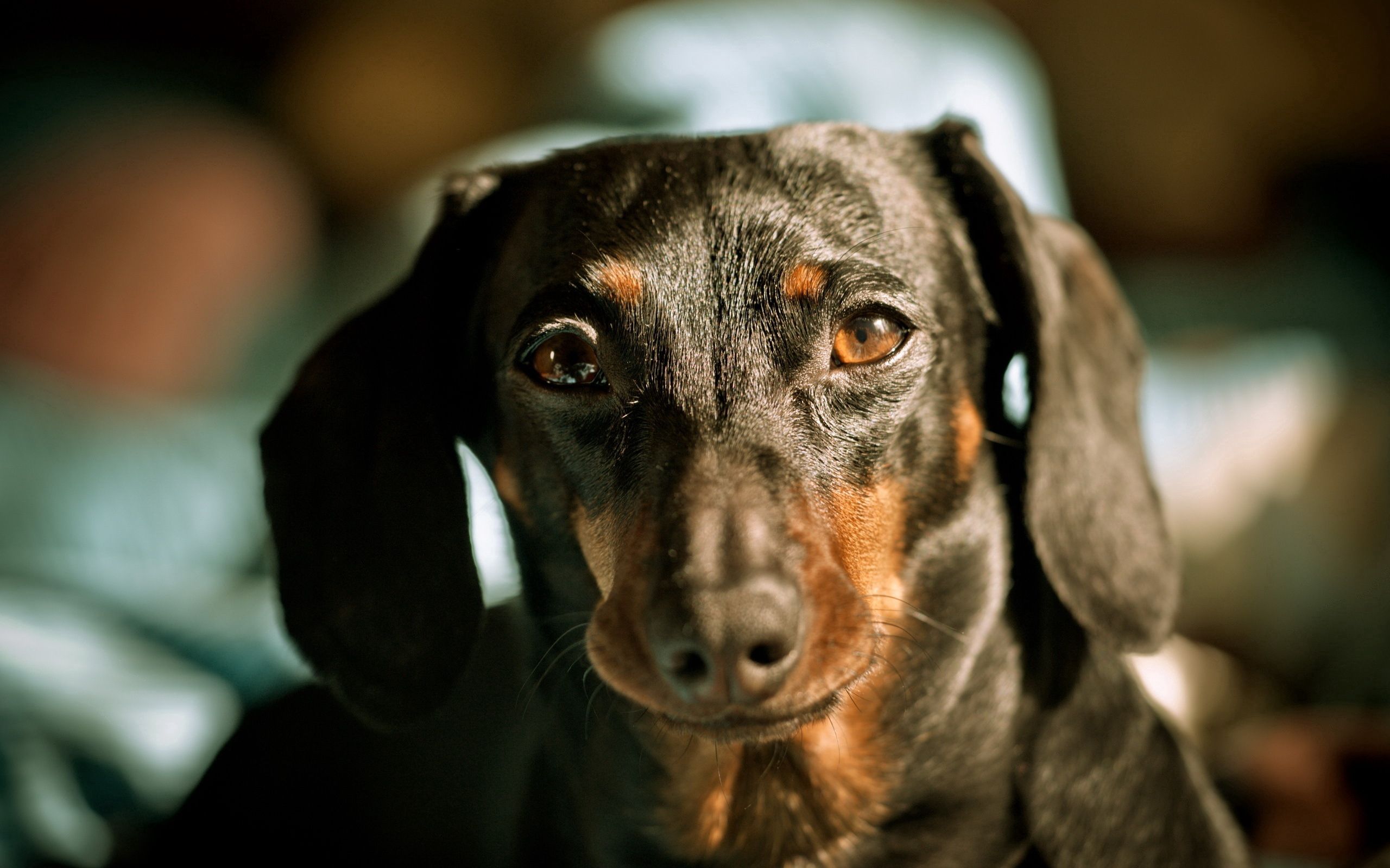 109397 Screensavers and Wallpapers Ears for phone. Download animals, dog, muzzle, ears, dachshund pictures for free