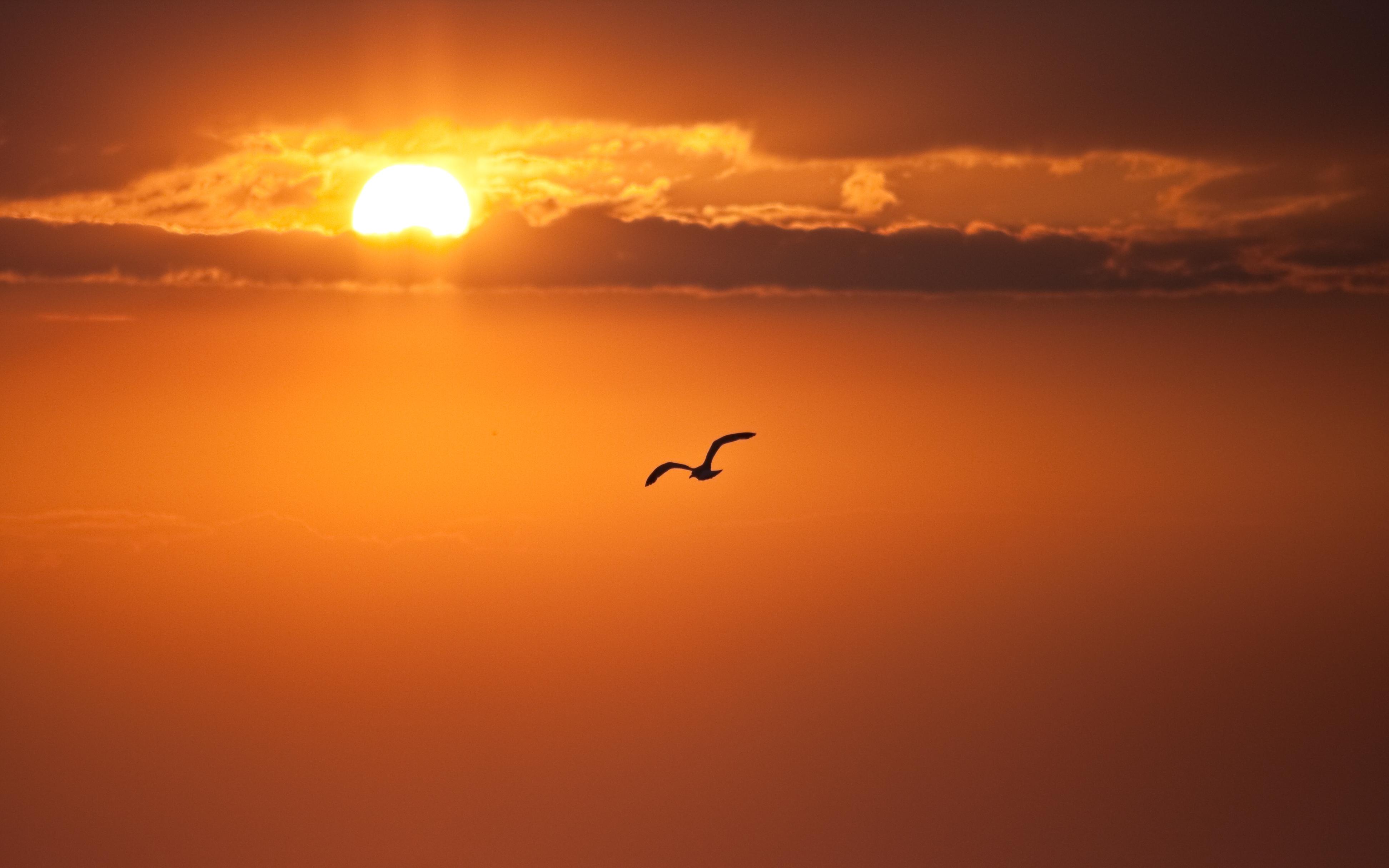 freedom, nature, sunset, sun, orange, bird, flight, disk