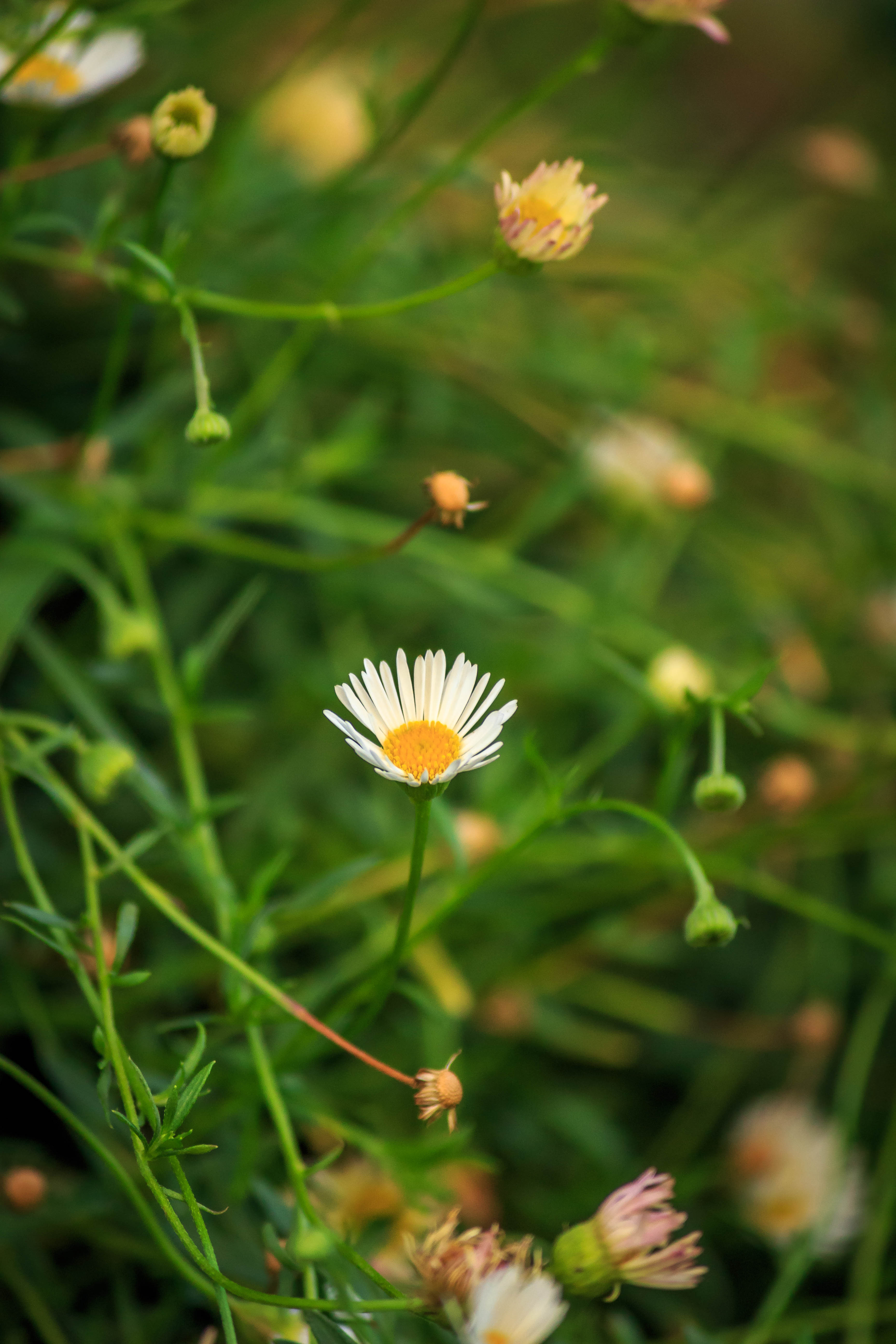 Download mobile wallpaper Flowers, Macro, Chamomile, Camomile, Plants for free.