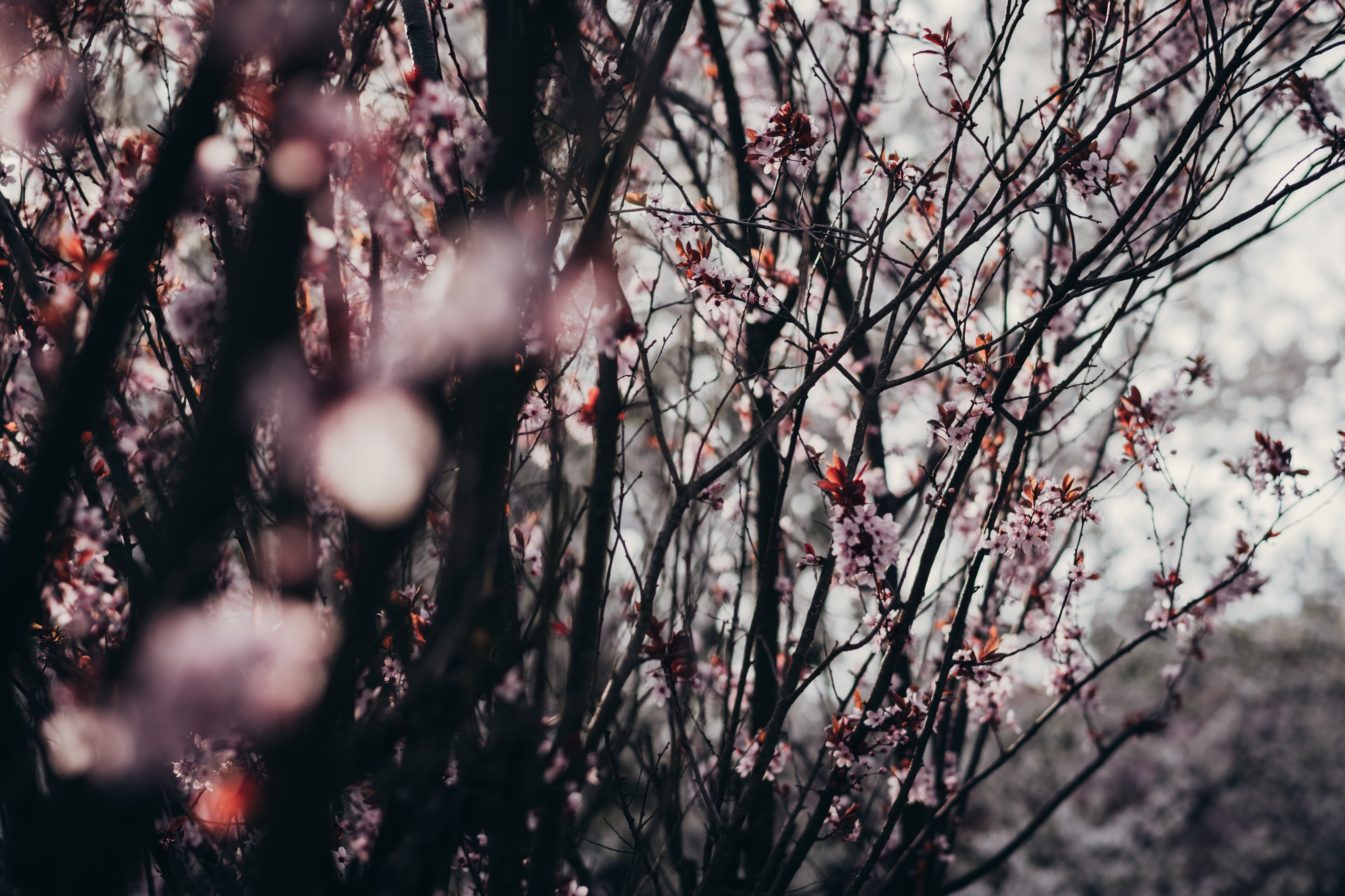 desktop and mobile sakura, flowers, trees, nature