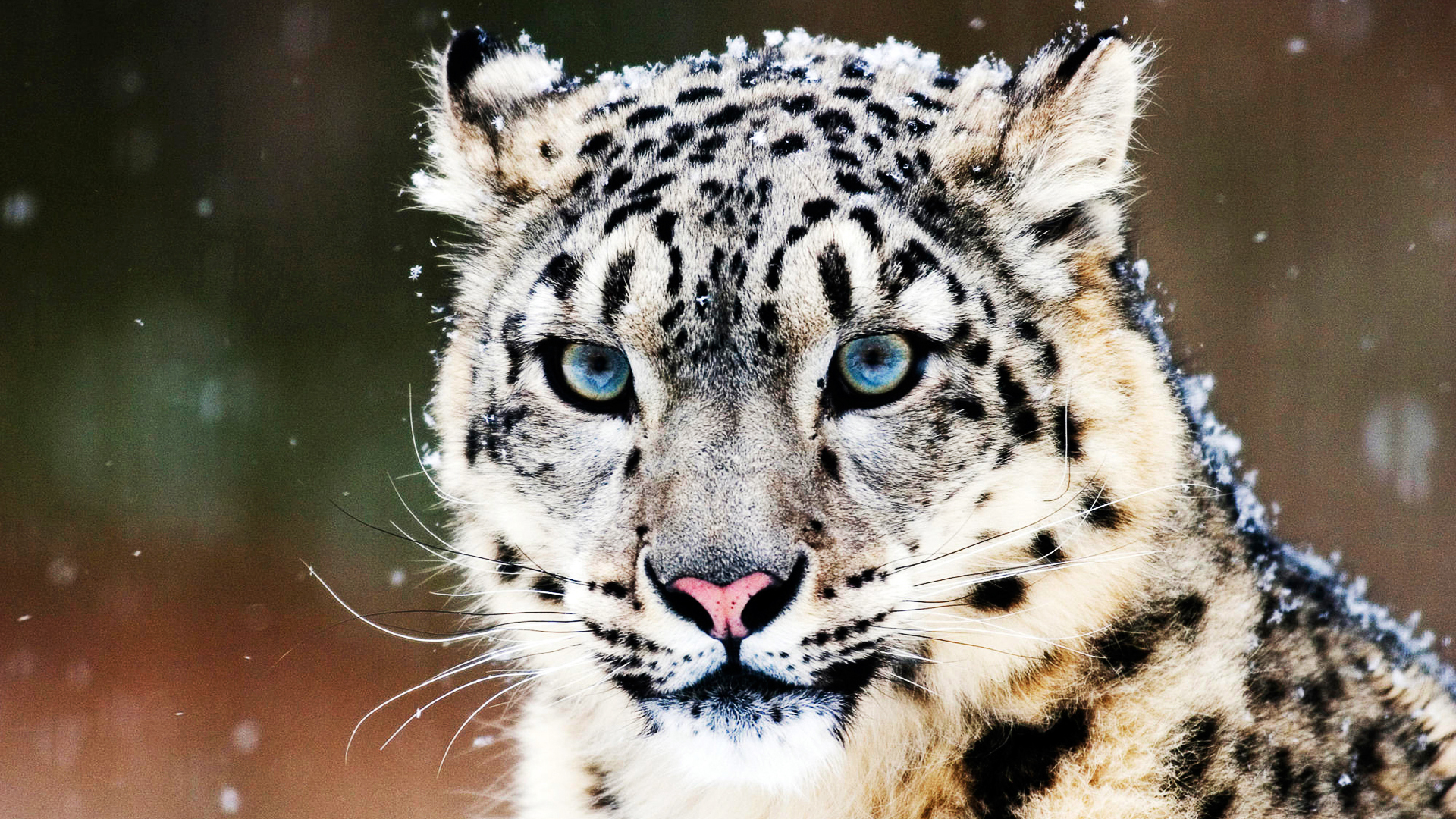 28523 Bild herunterladen tiere, schneeleopard - Hintergrundbilder und Bildschirmschoner kostenlos