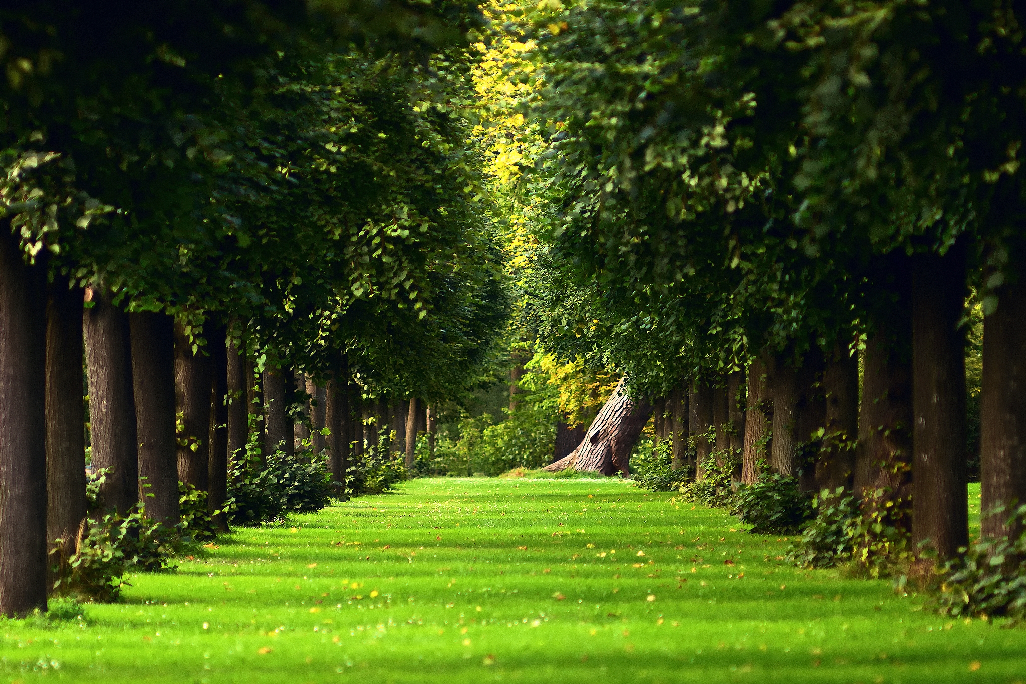 HD wallpaper leaves, lawn, nature, trees, summer, park, alley, track