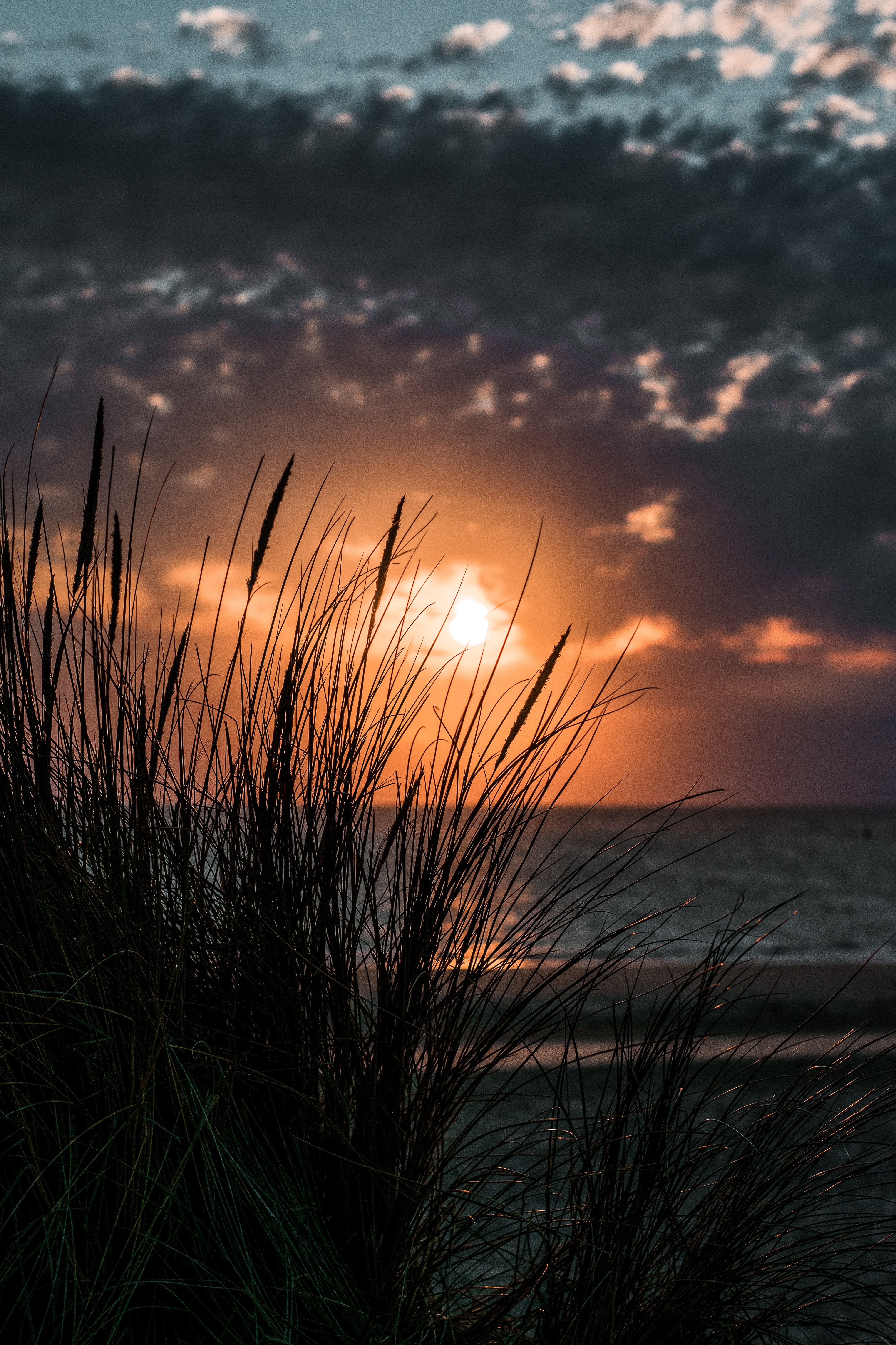 sunset, nature, grass, sea, horizon Phone Background