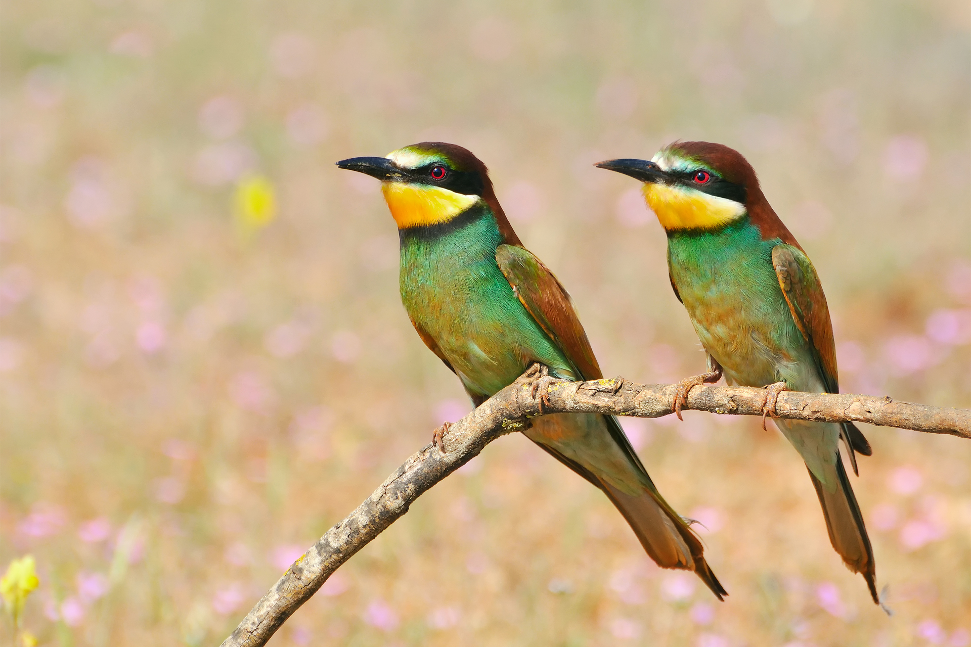 68458 download wallpaper birds, animals, branch, bee-eaters, golden shhurka, golden bee-eater screensavers and pictures for free
