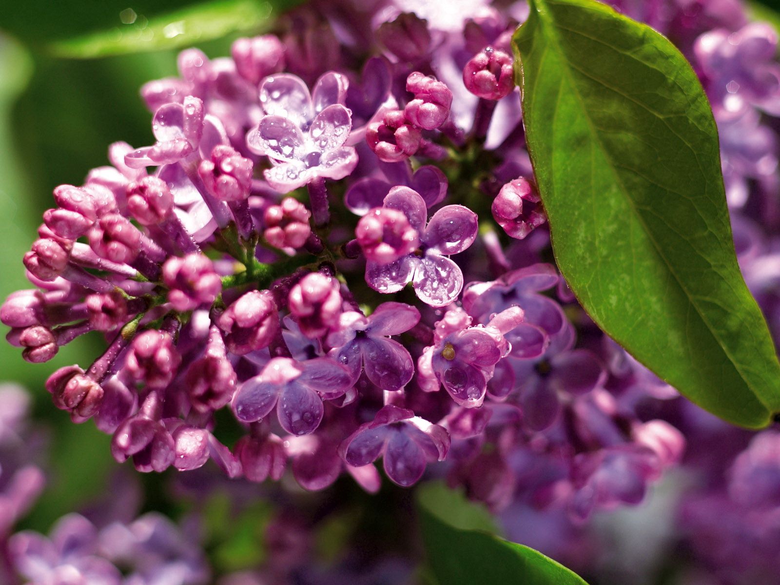 Laden Sie das Blätter, Lilac, Drops, Makro, Feuchtigkeit-Bild kostenlos auf Ihren PC-Desktop herunter
