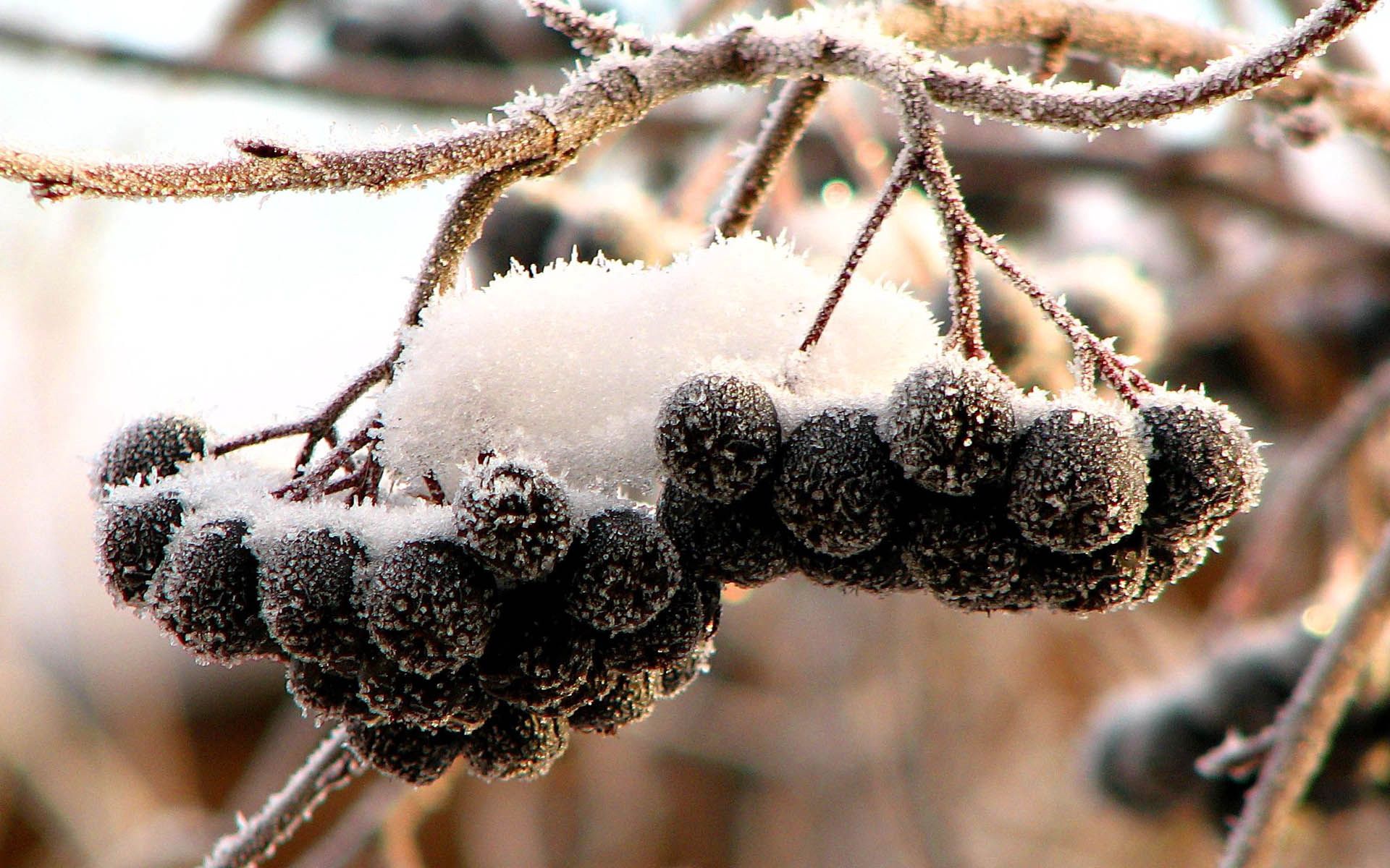 nature, snow, berries, black, frost, hoarfrost, fruit, bunches, clusters, rowan cellphone