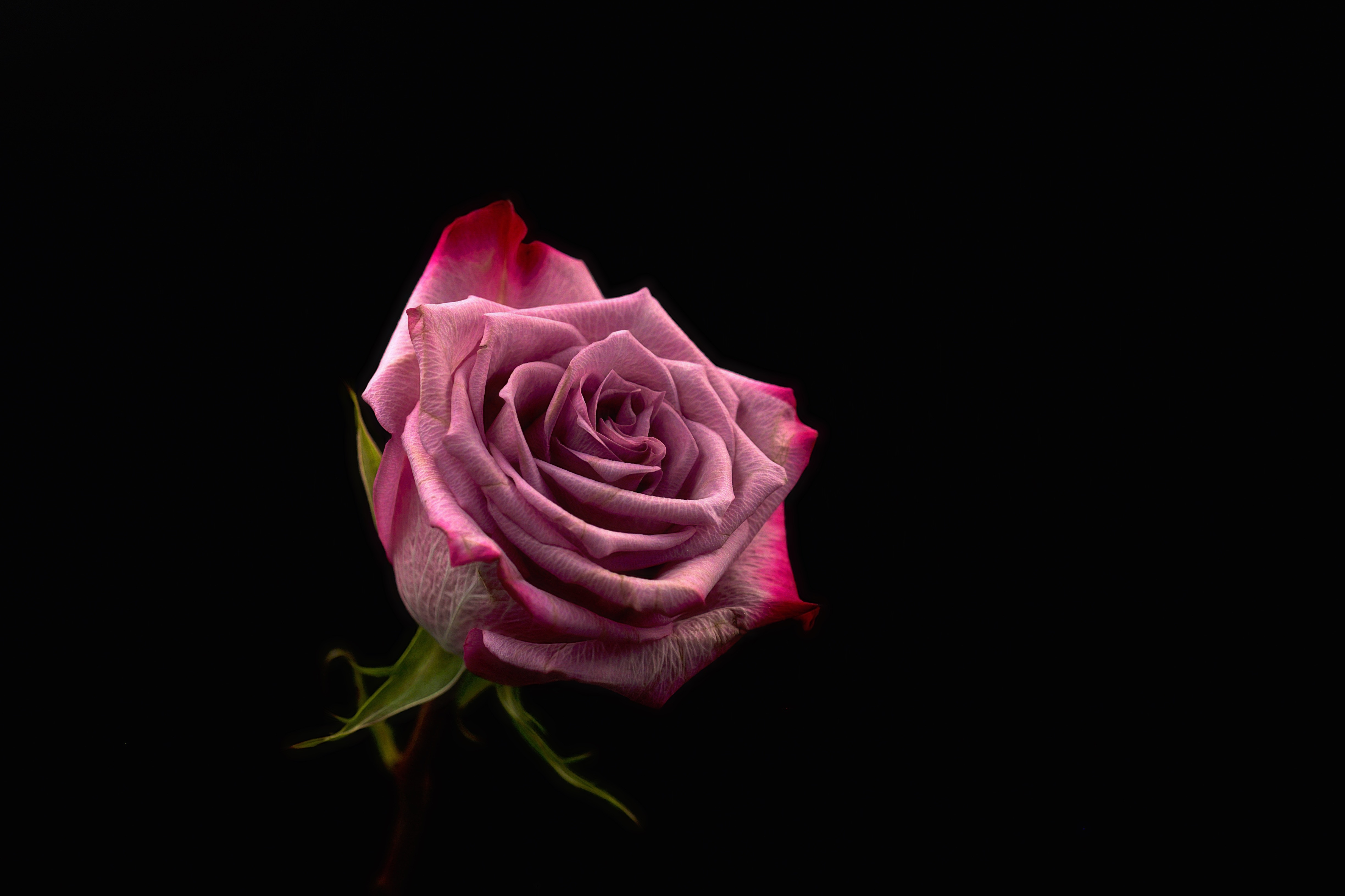 bud, rose, dark background, pink 4K iPhone